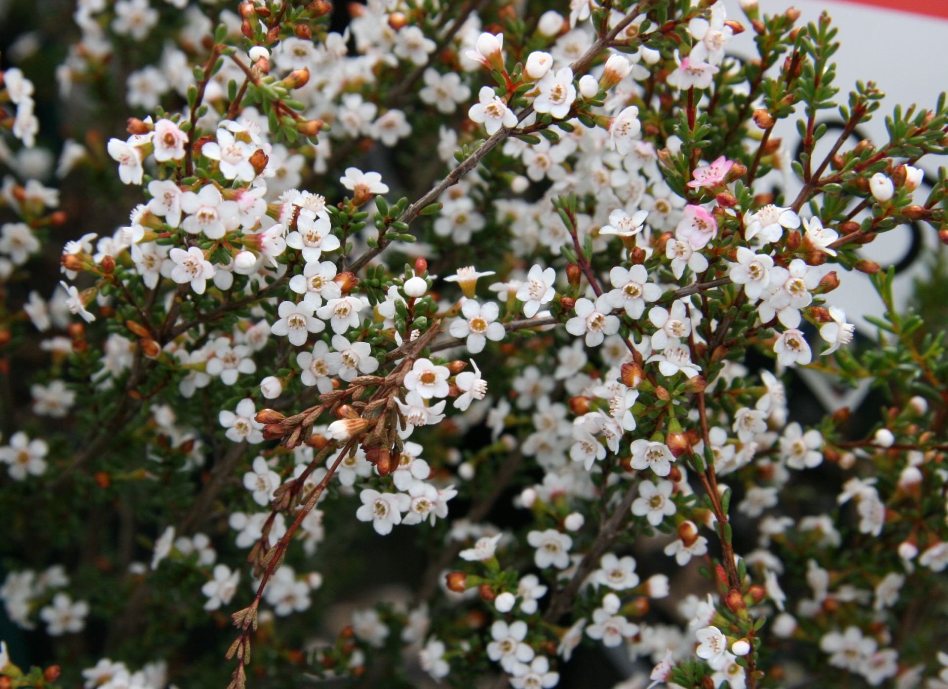 Compacted Native Small Native Shrubs | Compact Varieties | Kuranga
