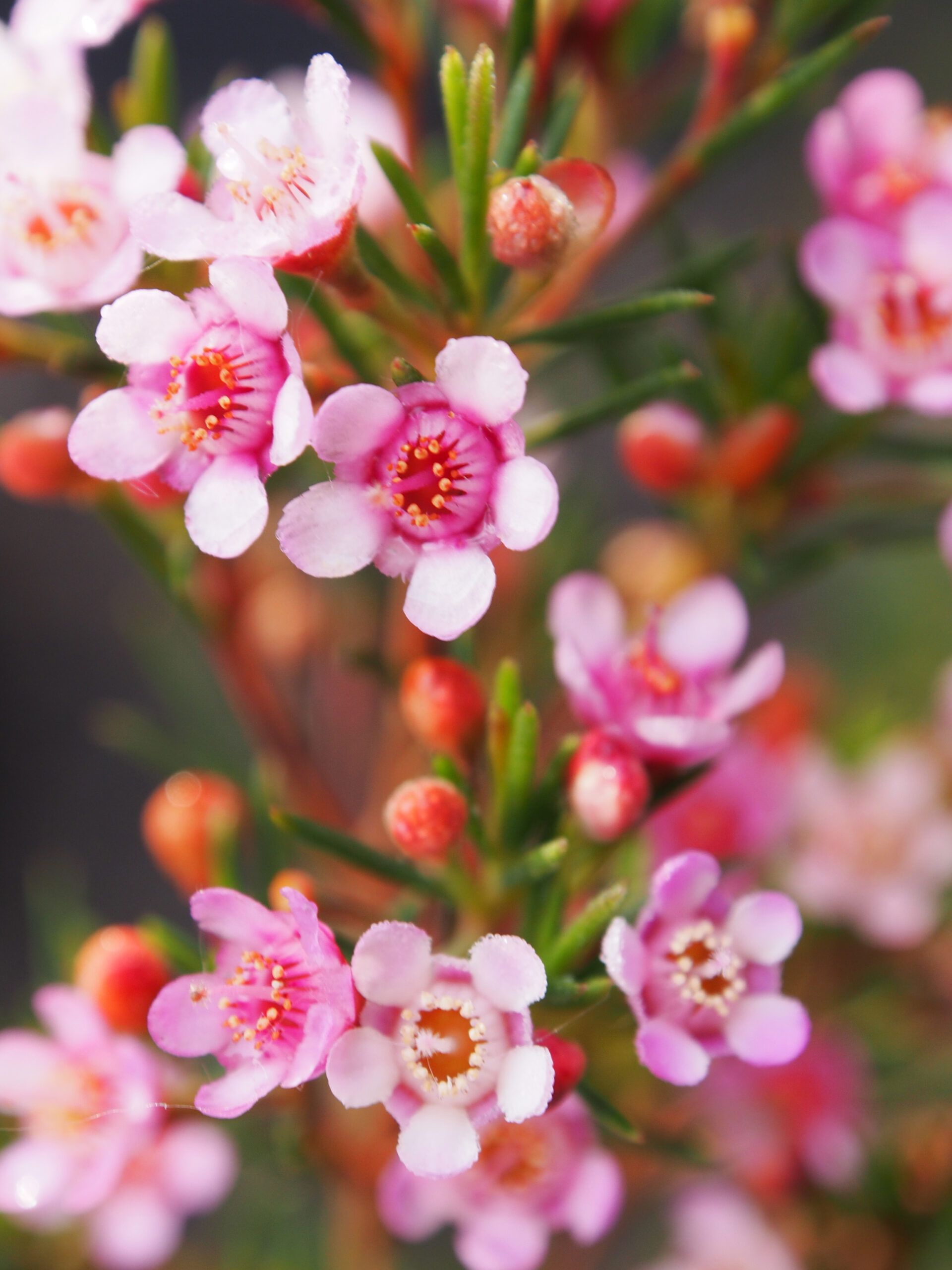 Chamelaucium uncinatum Geraldton Wax Flower with delicate waxy flowers at Kuranga Native Nursery