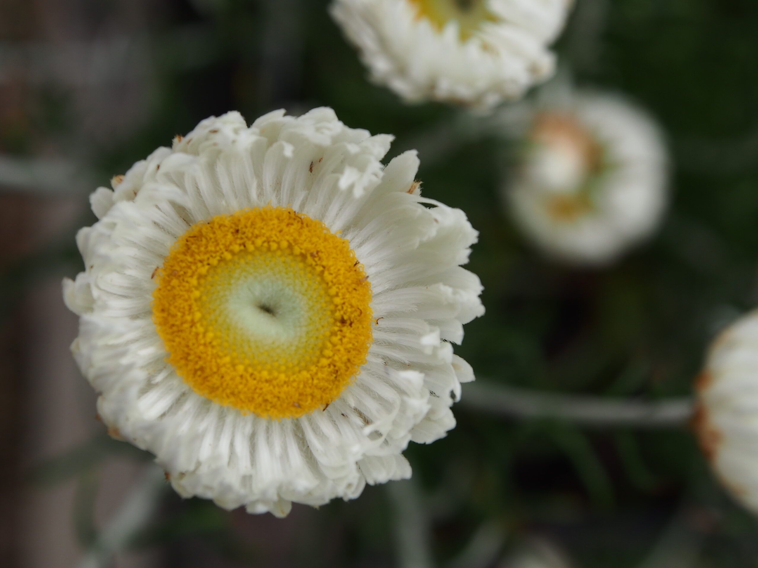 Chrysocephalum baxteri Baxter Everlasting with bright yellow flowers at Kuranga Native Nursery