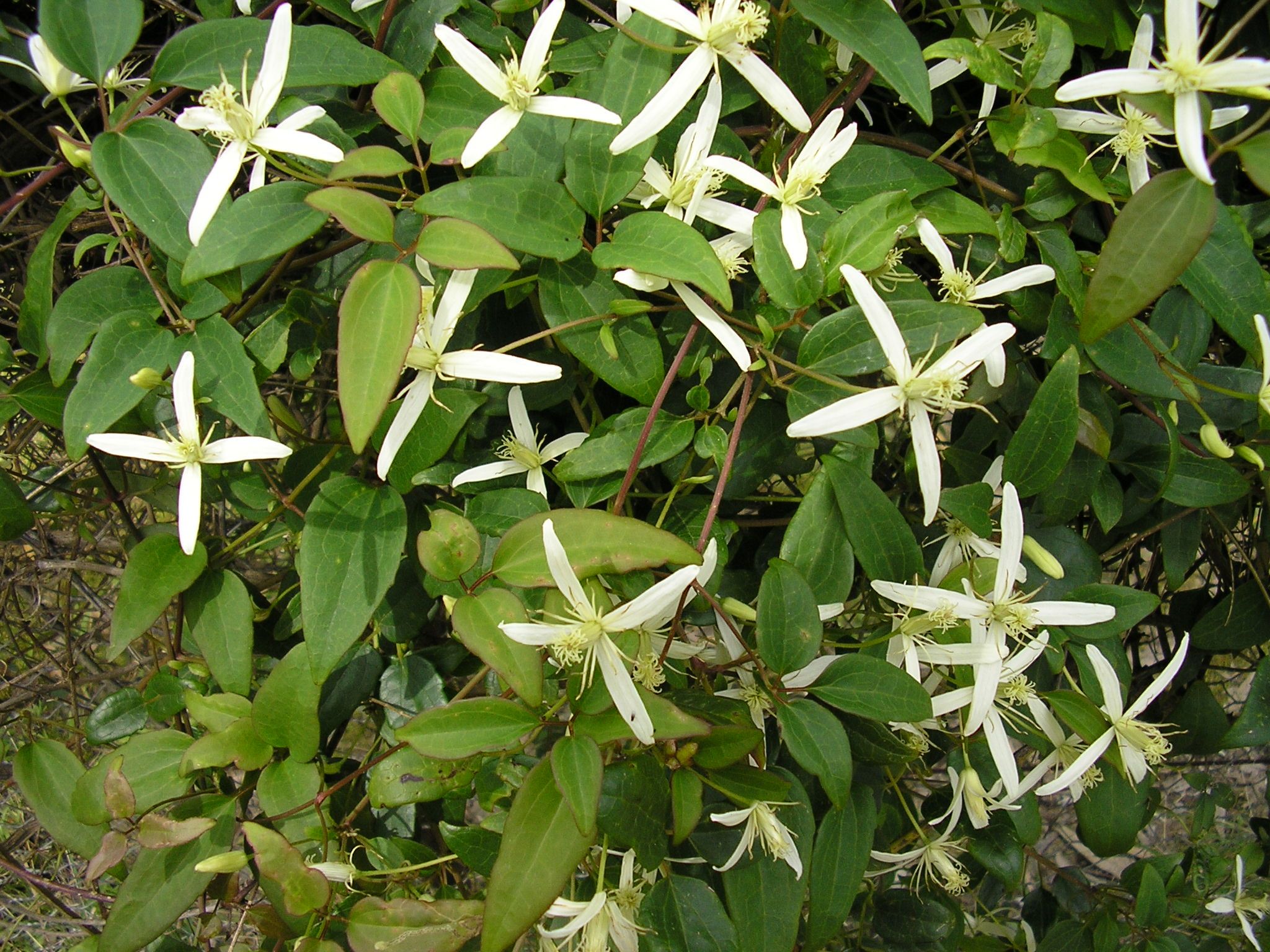 Clematis aristata Old Mans Beard with white starry flowers climbing at Kuranga Native Nursery