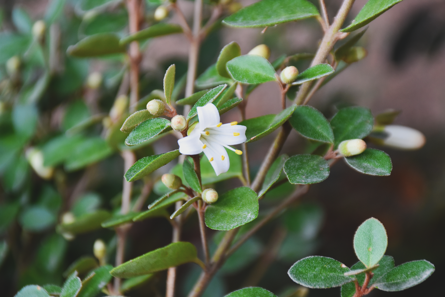 Correa alba ‘St Andrews’