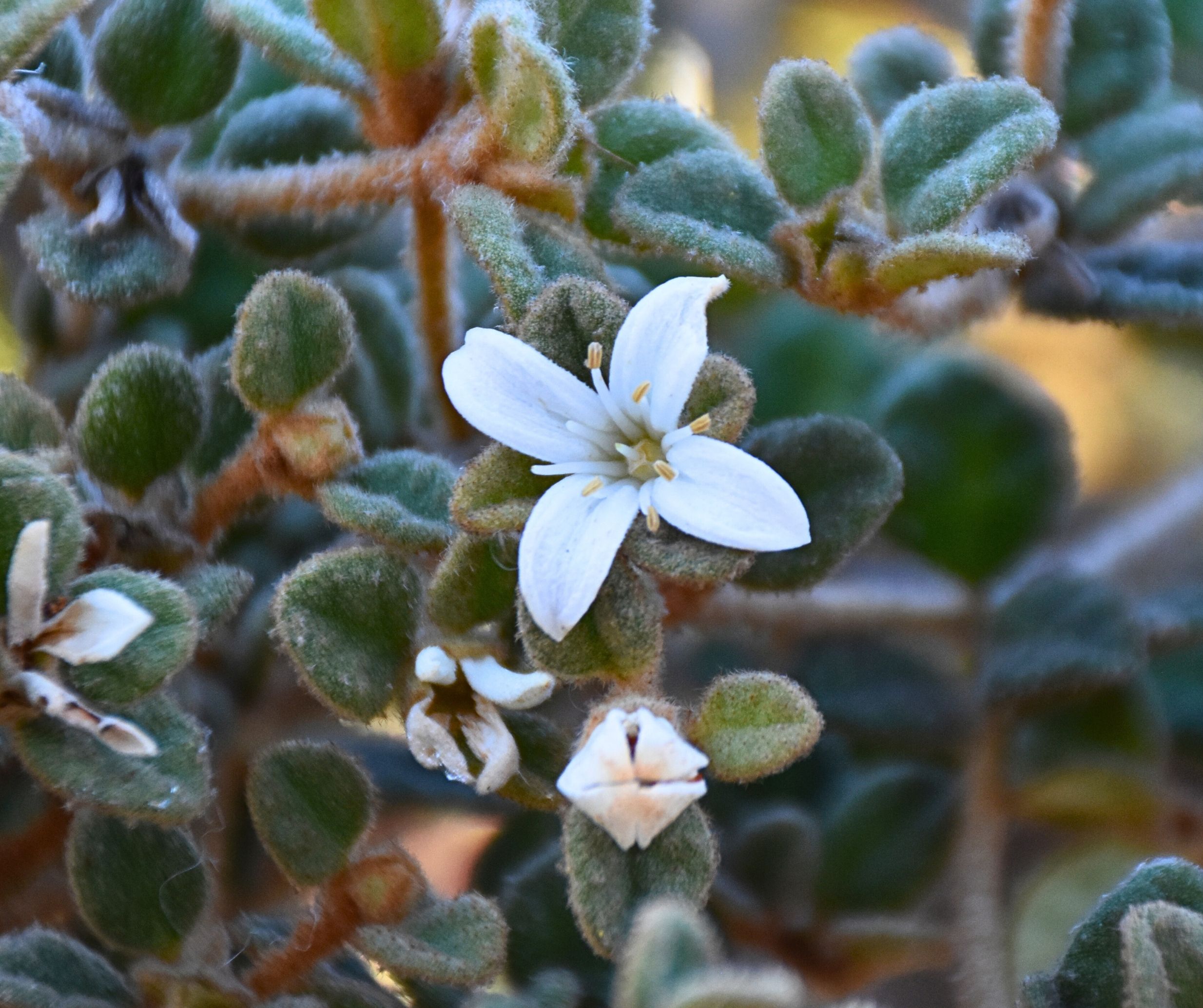 Correa alba pannosa Prostrate White Correa with white star flowers and velvety foliage at Kuranga Native Nursery