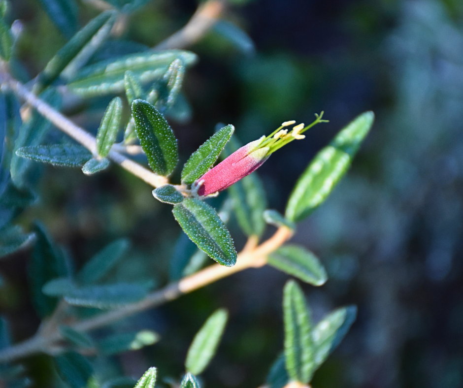 Correa decumbens prostrate ‘Spreading Correa’