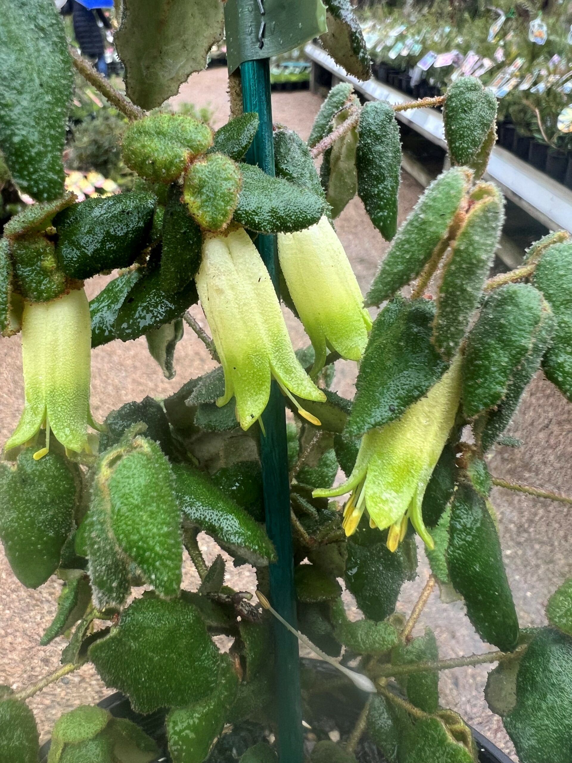 Correa reflexa ‘Wilsons Prom Green’