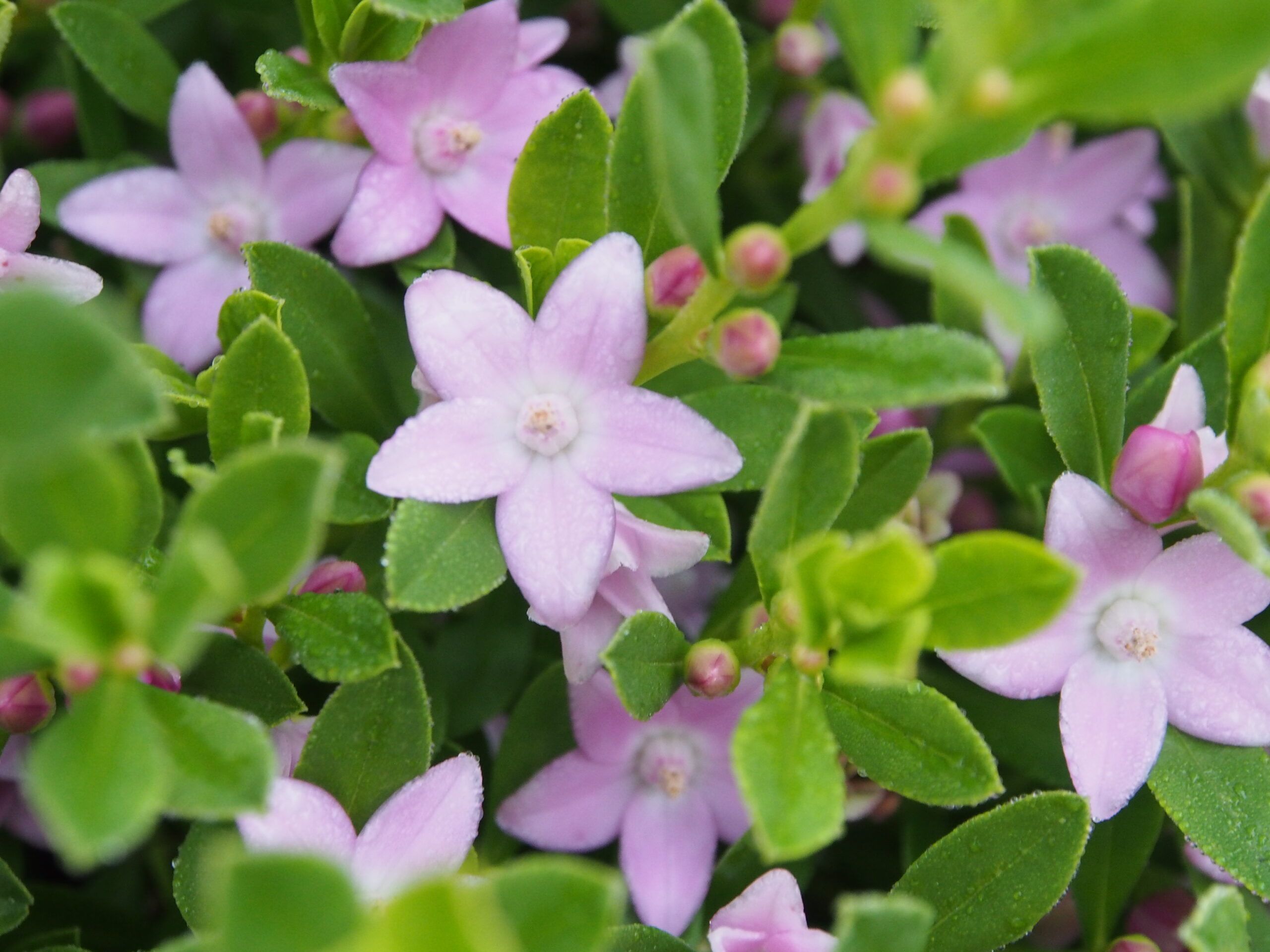 Crowea saligna with delicate pink star flowers and narrow leaves at Kuranga Native Nursery