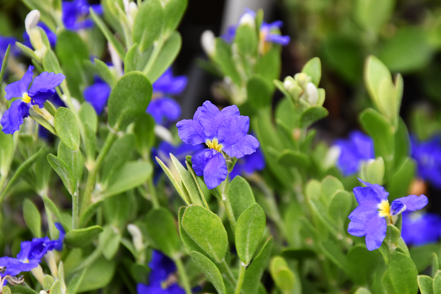 Dampiera linearis Blue Pincushion with vibrant blue flowers spreading at Kuranga Native Nursery
