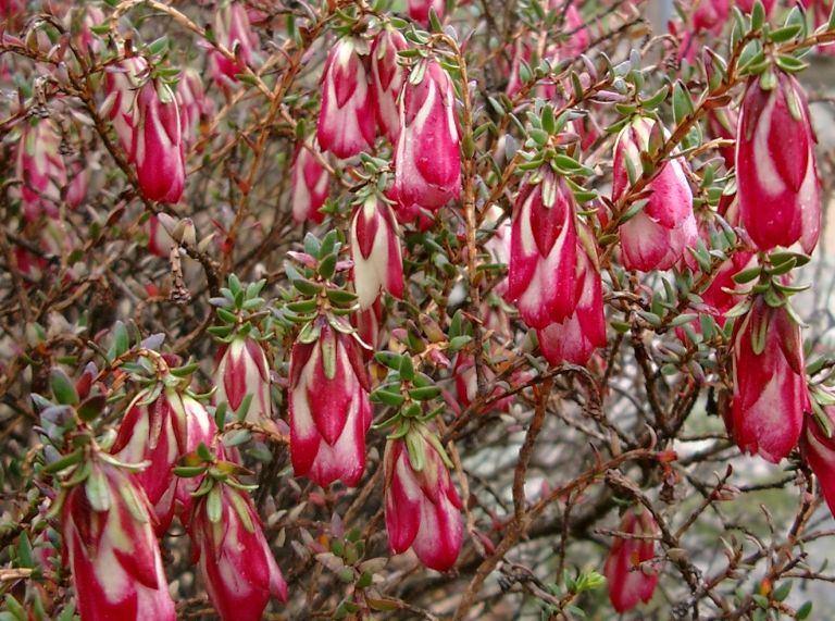 Mondurup Bell | Native Bell Flower Shrub | Kuranga