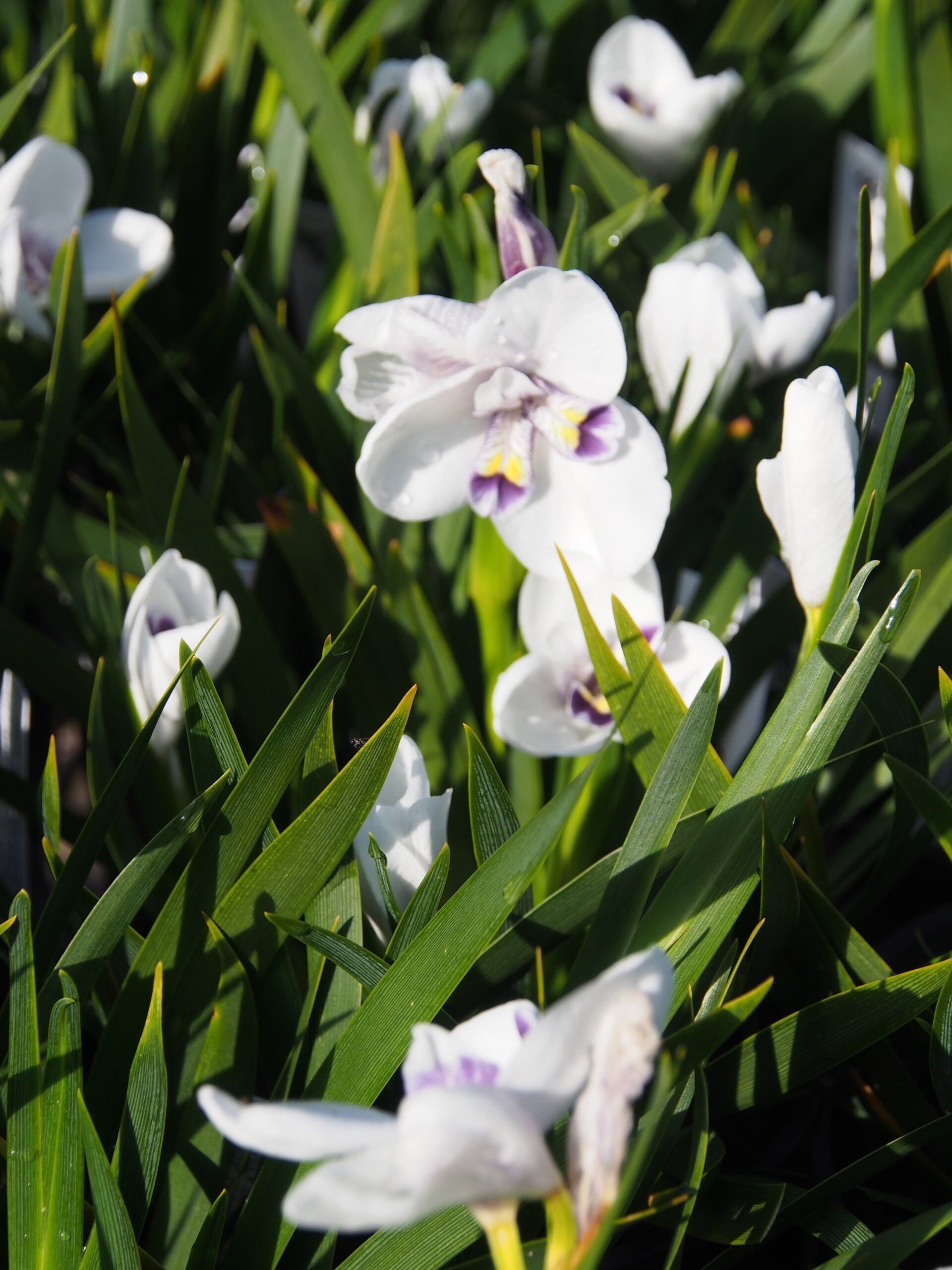 Diplarrena latifolia White Flag Iris with striking white flowers and sword leaves at Kuranga Native Nursery
