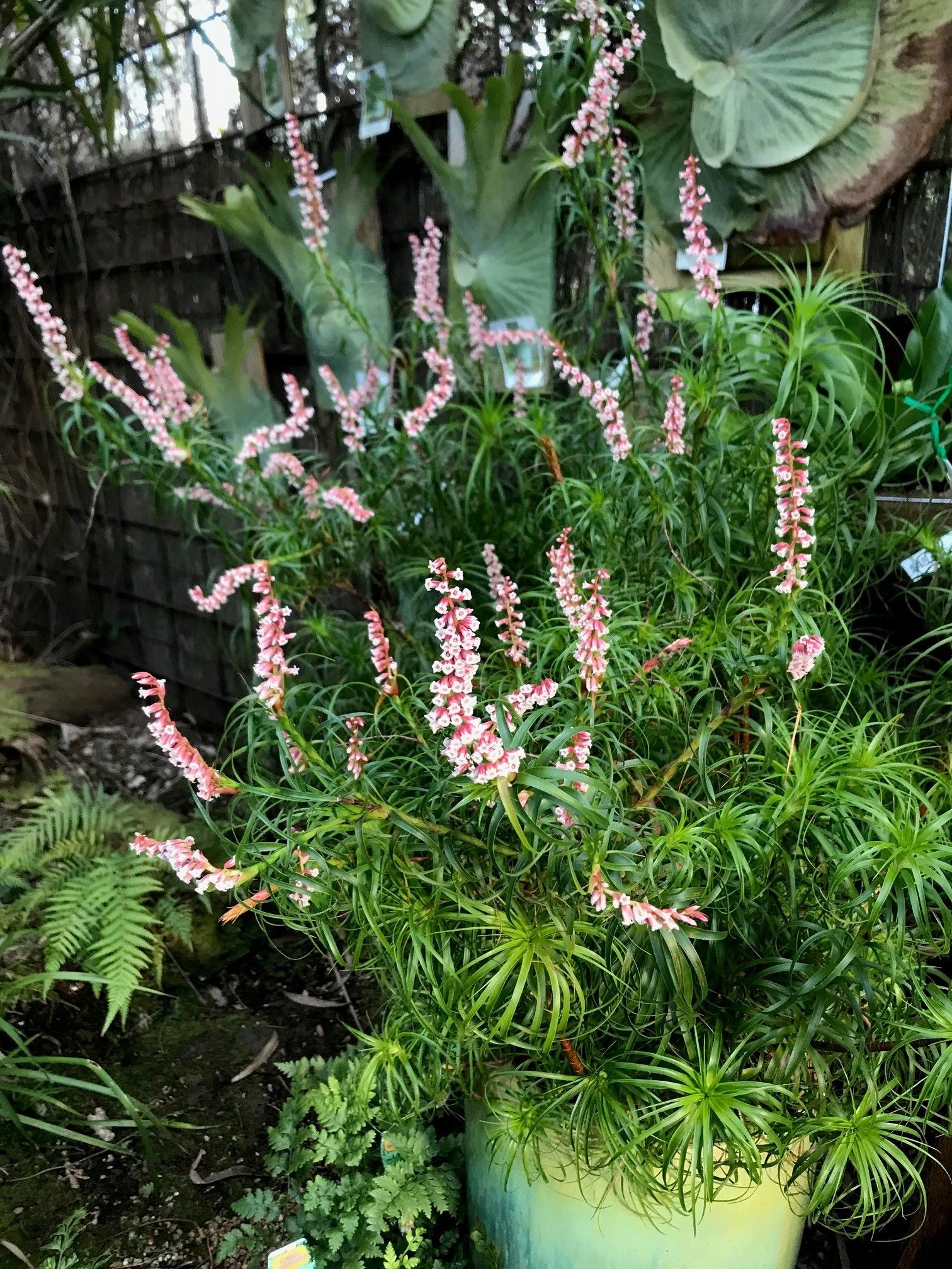 Dracophyllum secundum