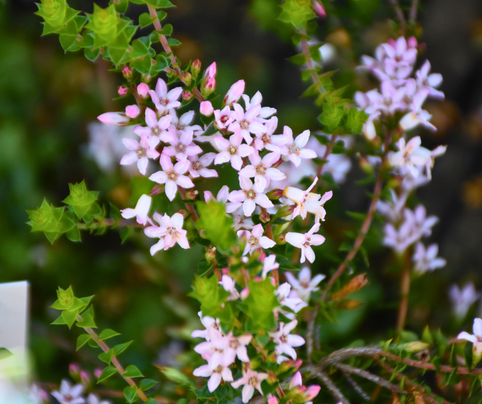 Epacris pulchella Prostrate with delicate tubular flowers spreading at Kuranga Native Nursery