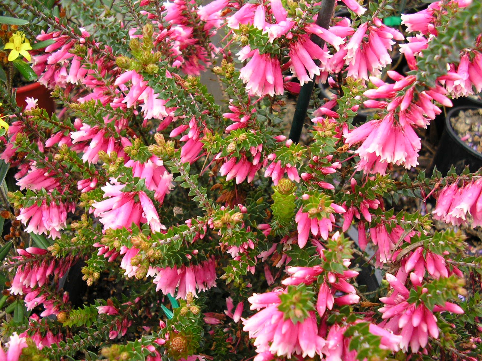 Epacris reclinata Drooping Heath with graceful white tubular flowers at Kuranga Native Nursery