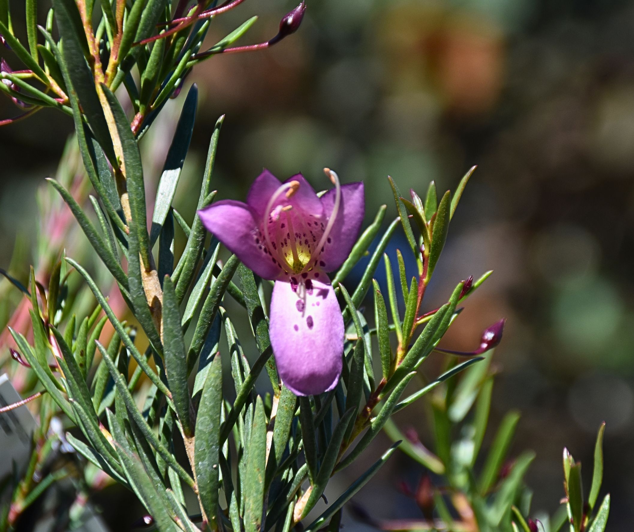Eremophila maculata x alternifolia