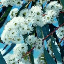 Eucalyptus pauciflora Snow Gum with distinctive mottled bark and alpine hardiness at Kuranga Native Nursery