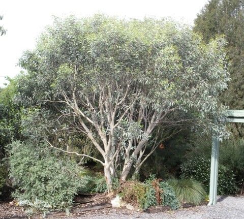 Eucalyptus pauciflora Snow Gum with distinctive mottled bark and alpine hardiness at Kuranga Native Nursery