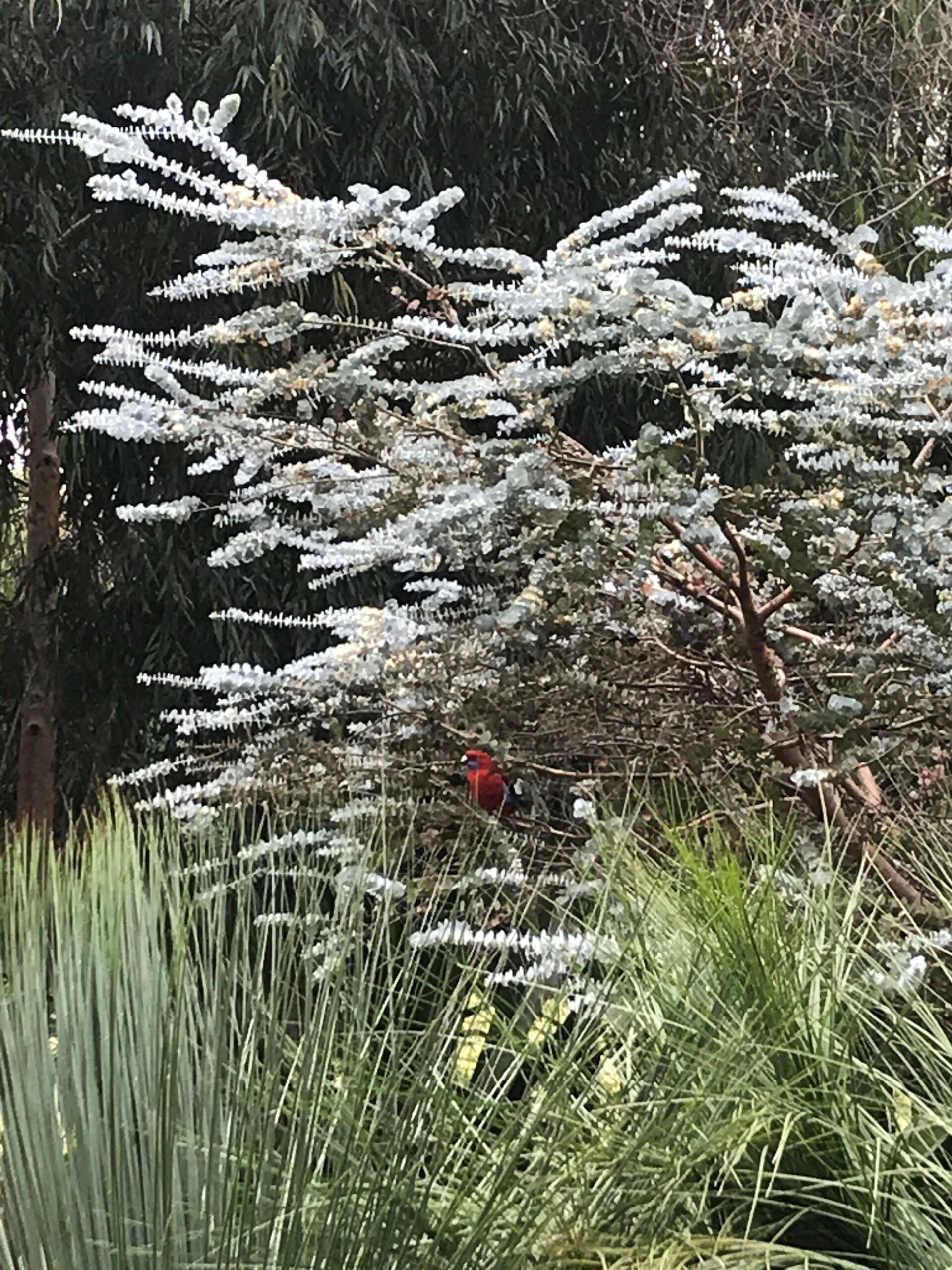 Eucalyptus pulverulenta Baby Blue with stunning silvery-blue foliage at Kuranga Native Nursery