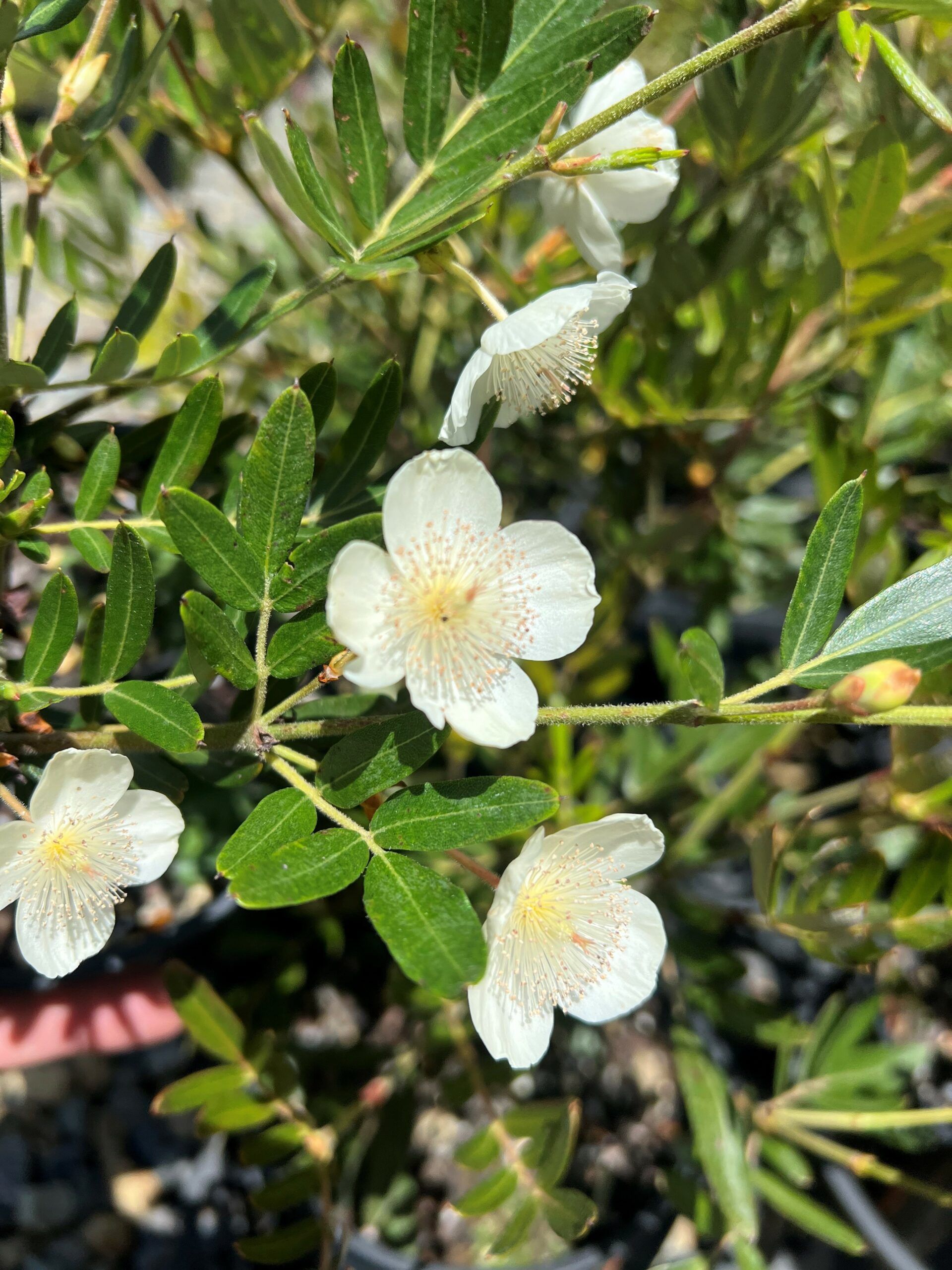 Eucryphia moorei Pinkwood with spectacular white flowers and glossy foliage at Kuranga Native Nursery