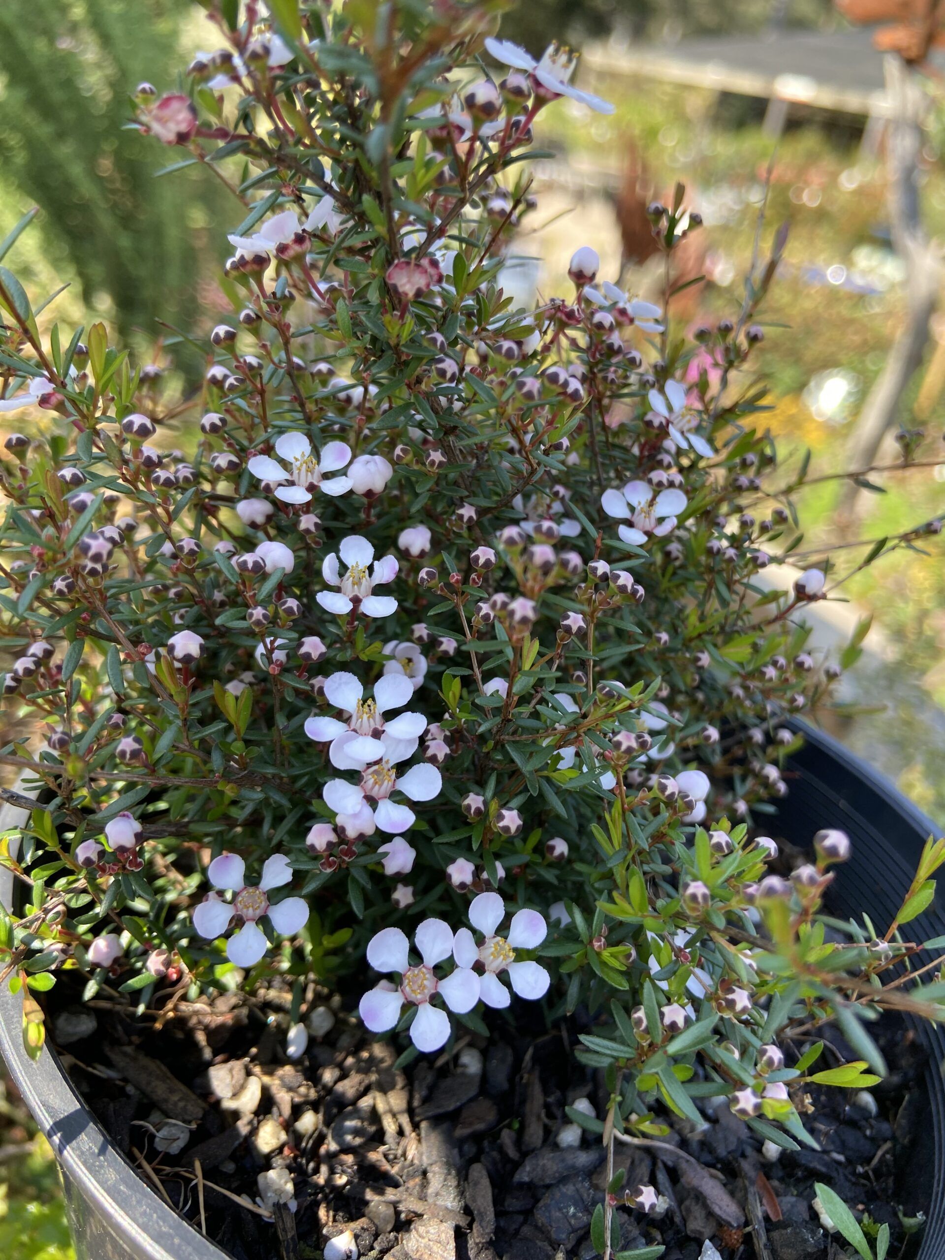 Euryomyrtus ramosissima Rosy Tea Tree with delicate white flowers and fine foliage at Kuranga Native Nursery
