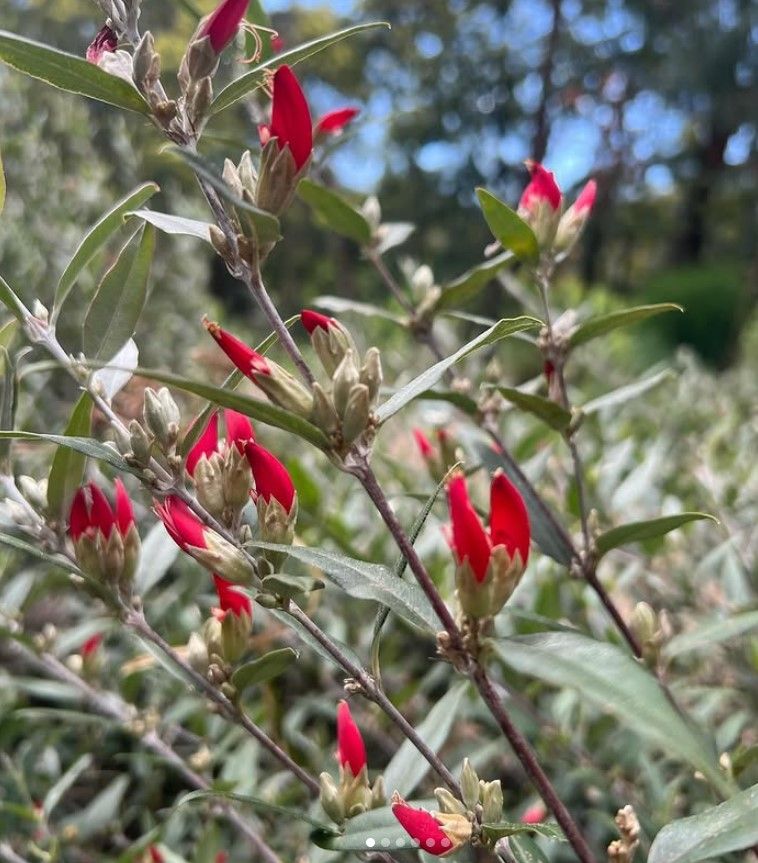 Gastrolobium celsianum ‘Swan River Pea’