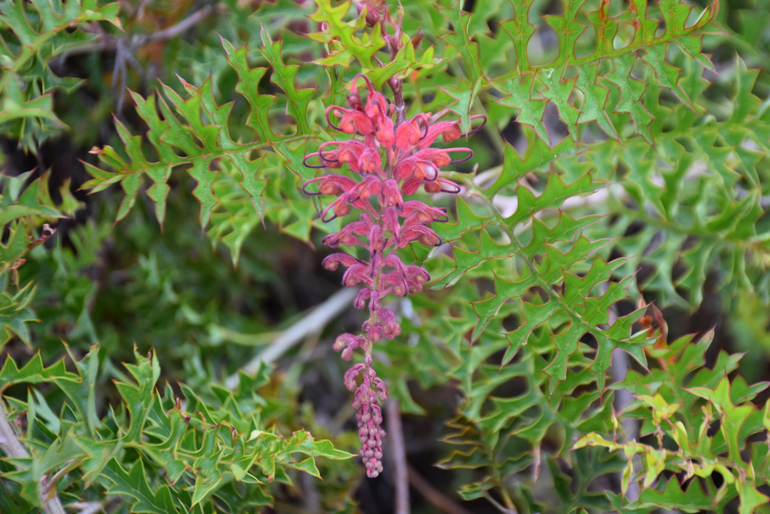 Grevillea bipinnatifida ‘Fuchsia Grevillea’