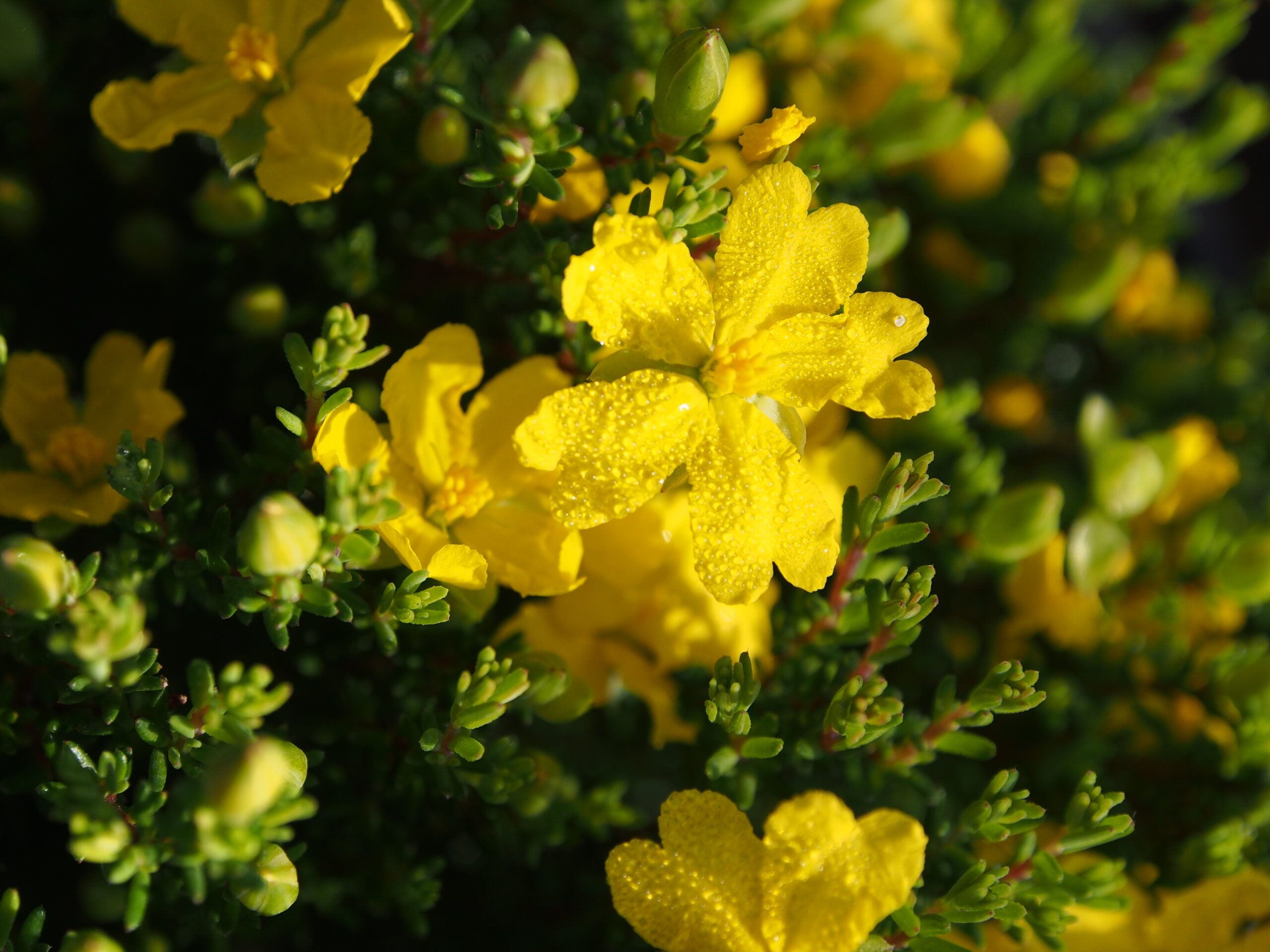 Hibbertia serpyllifolia ‘Hairy Guinea Flower’