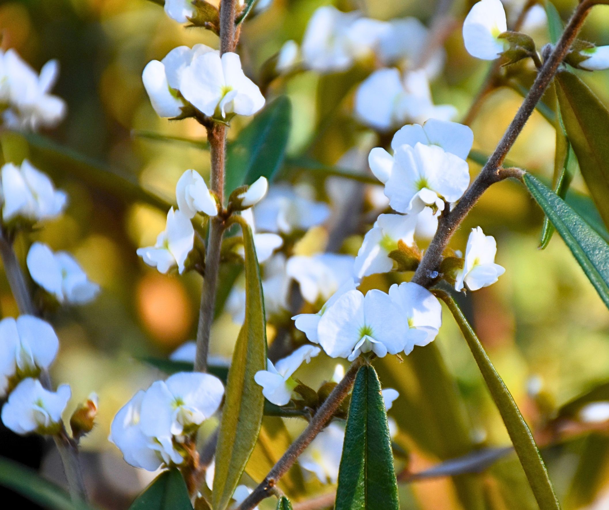 Hovea acutifolia