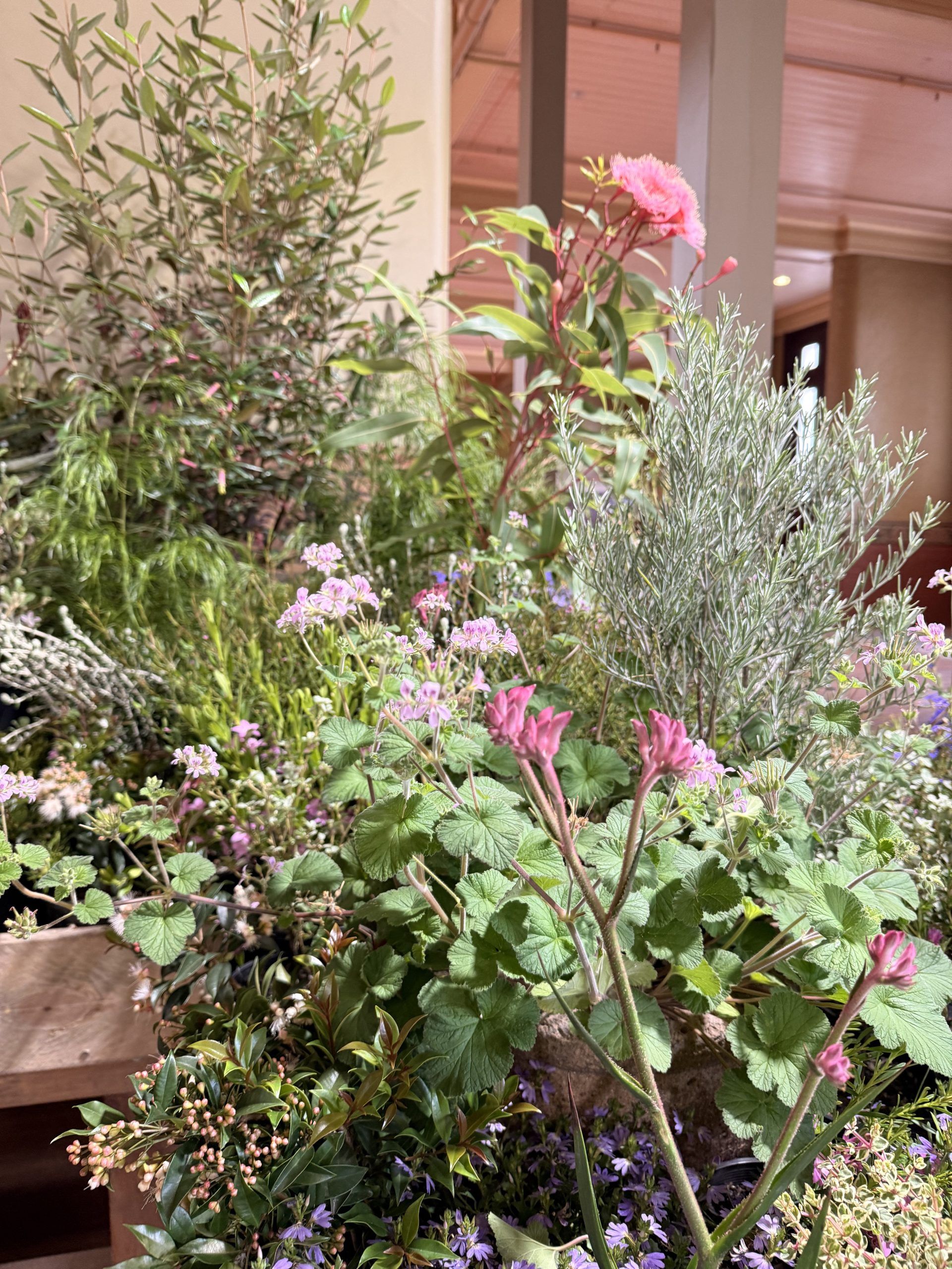 Kuranga x Australian Plant Society (VIC) Stand