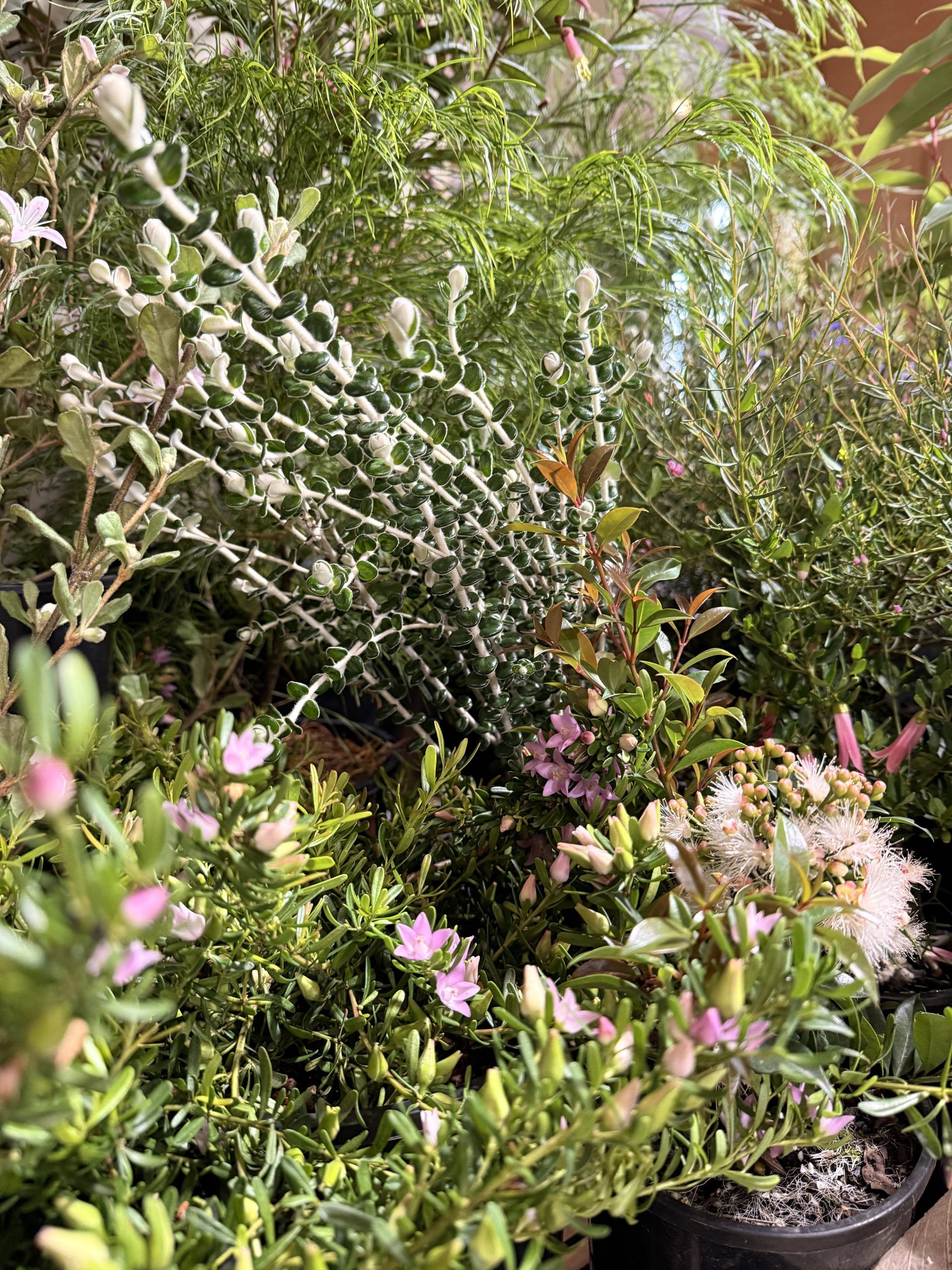 Kuranga x Australian Plant Society (VIC) Stand at MIFGS 2026