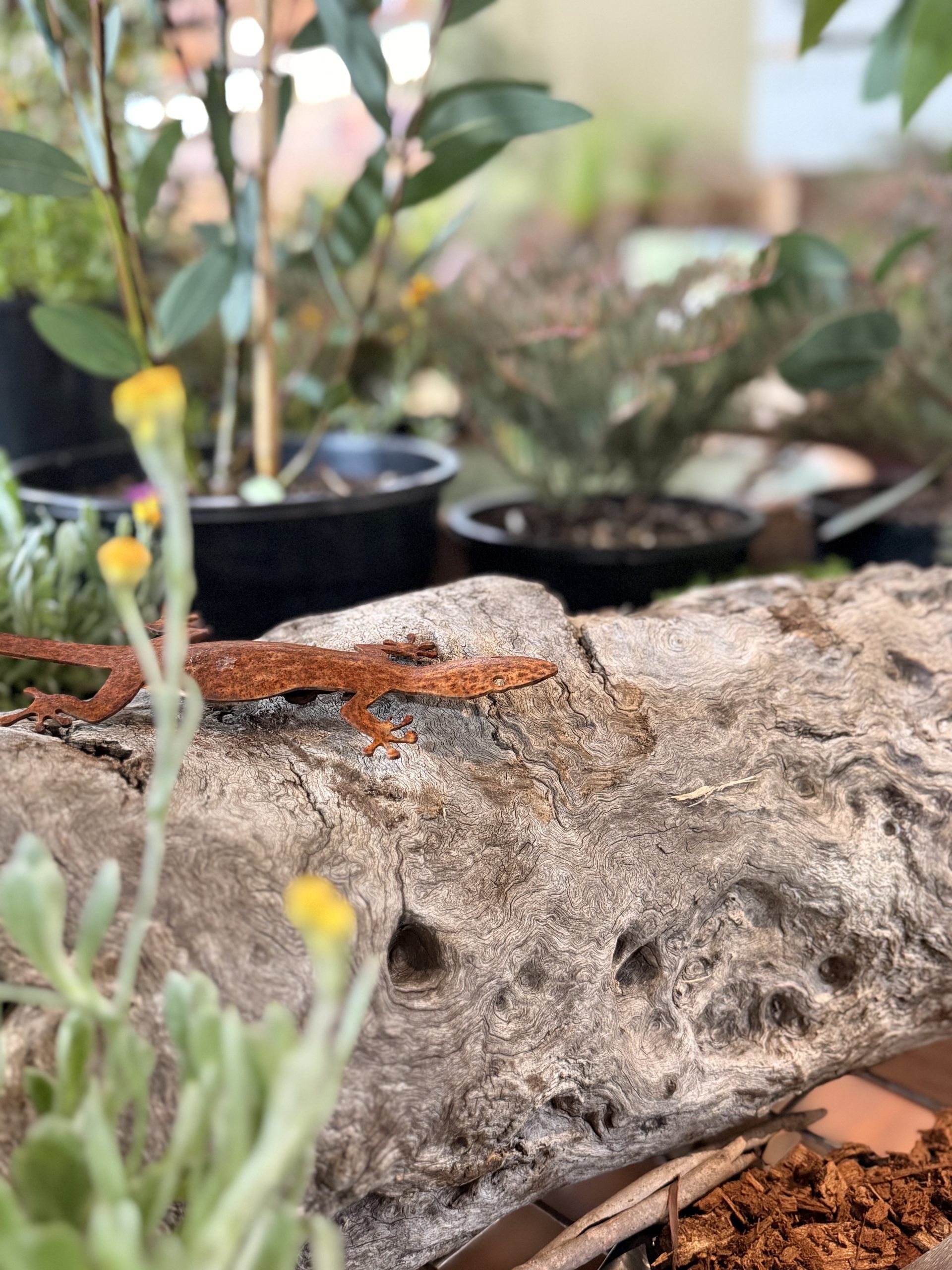 Kuranga x Australian Plant Society (VIC) Stand at MIFGS