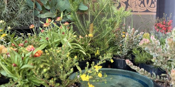 Kuranga Native Nursery