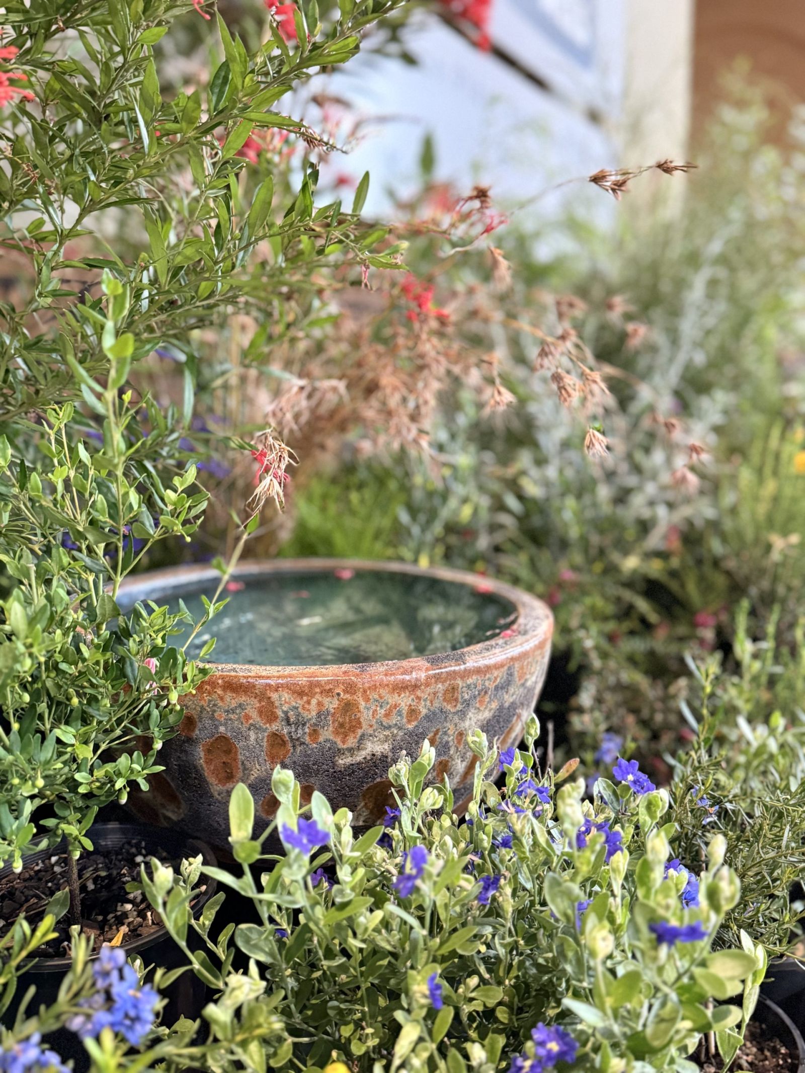 Kuranga Native Nursery