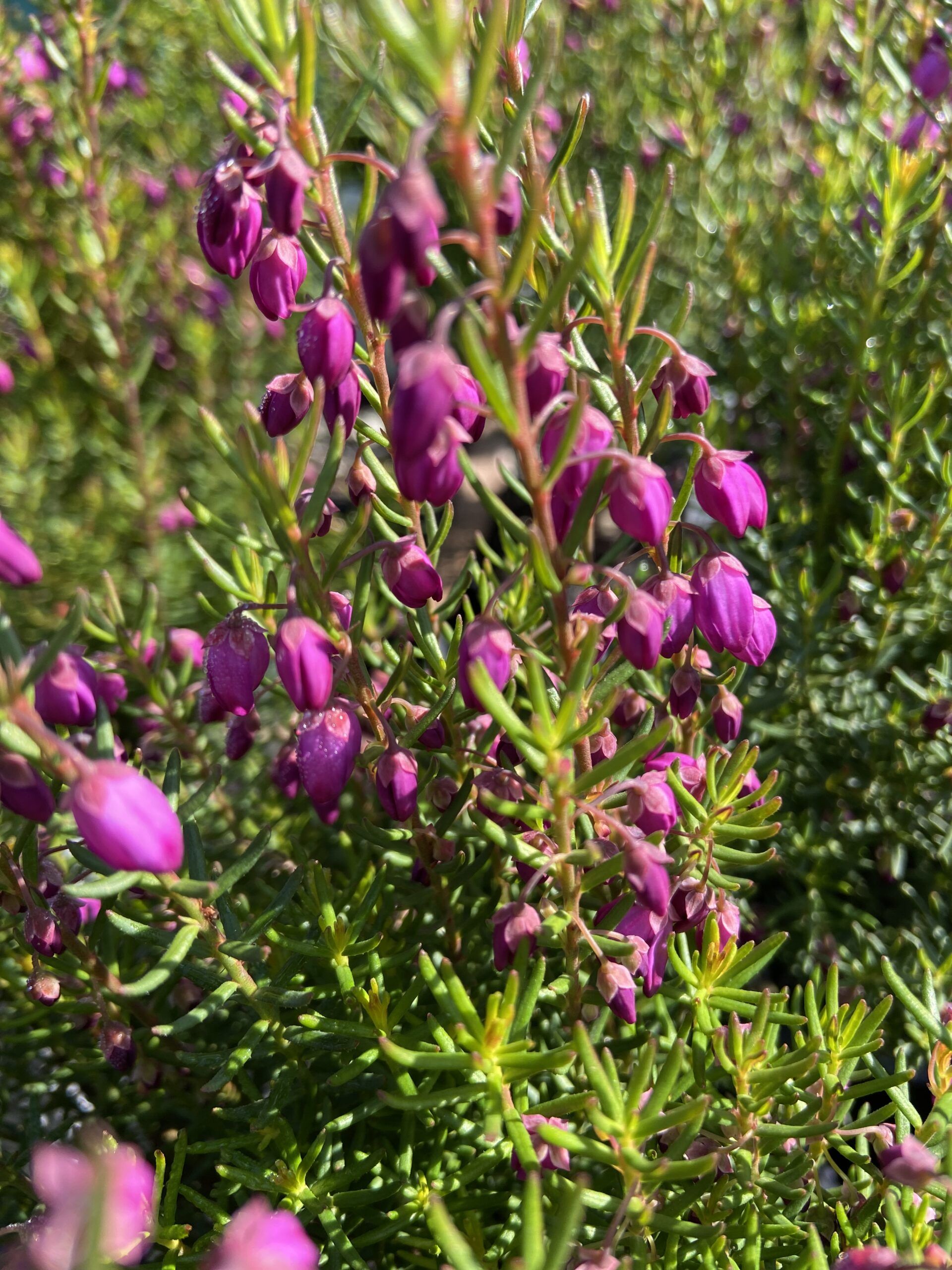 Tetratheca ericifolia ‘Karwarra Belle’