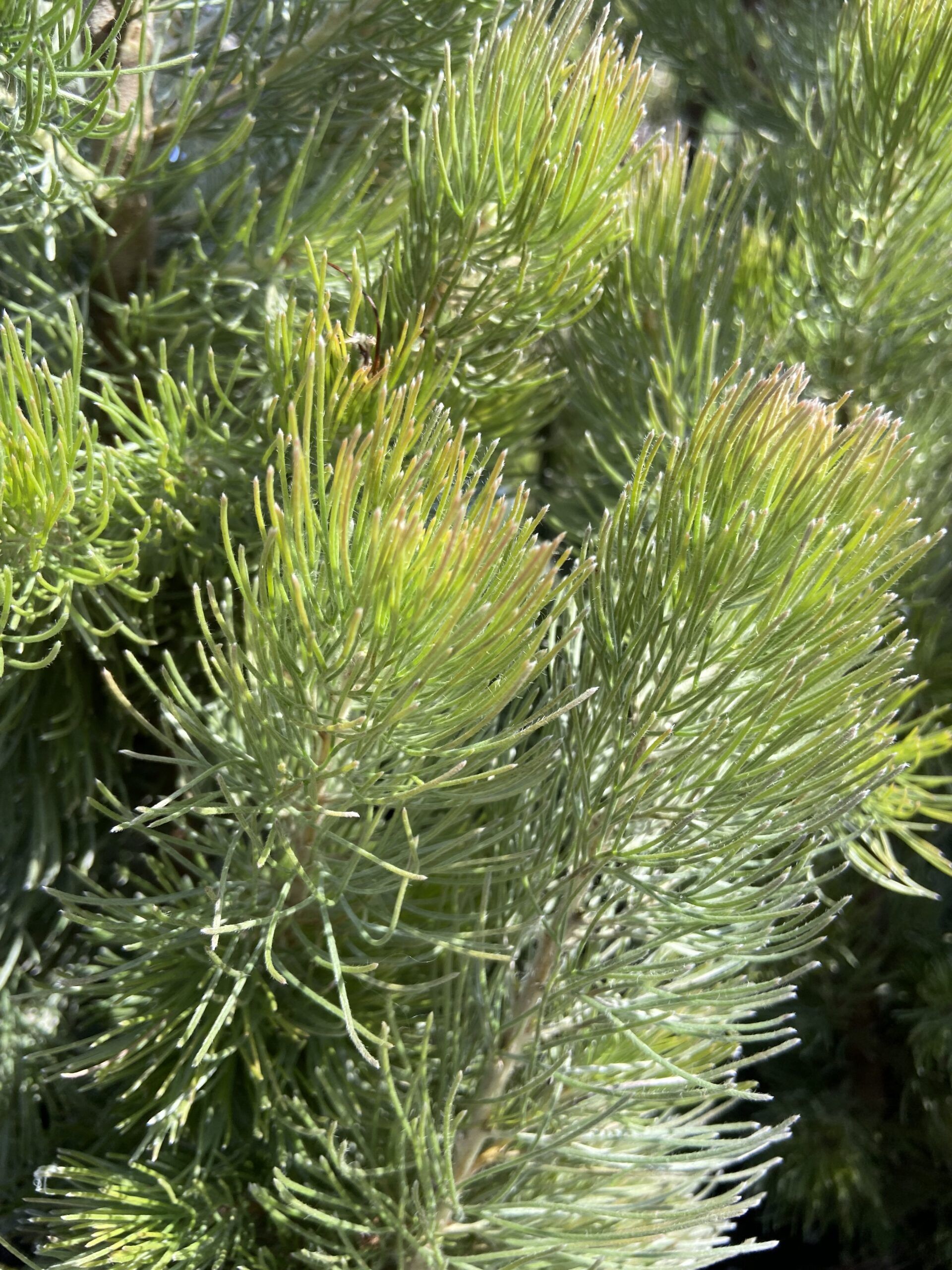 Adenanthos sericeus ‘Silver Streak’