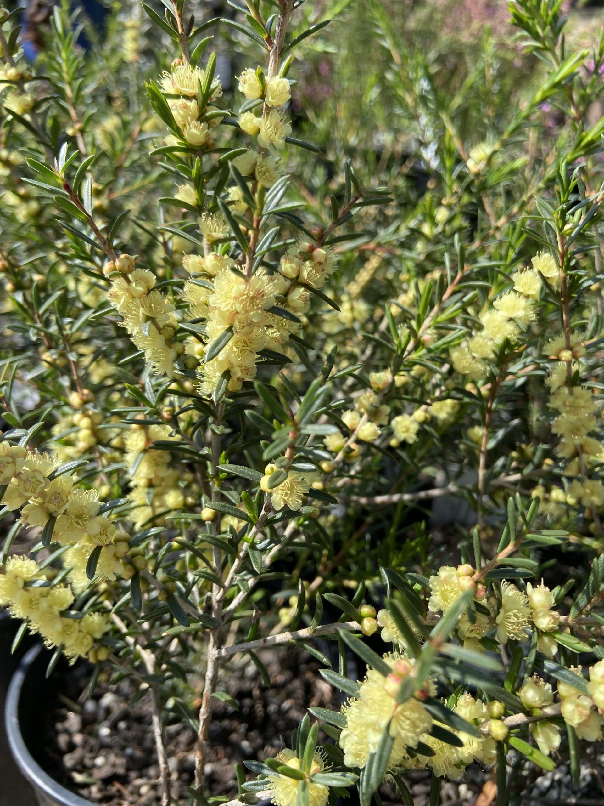 Hypocalymma linifolium ‘Lemon Beauty’