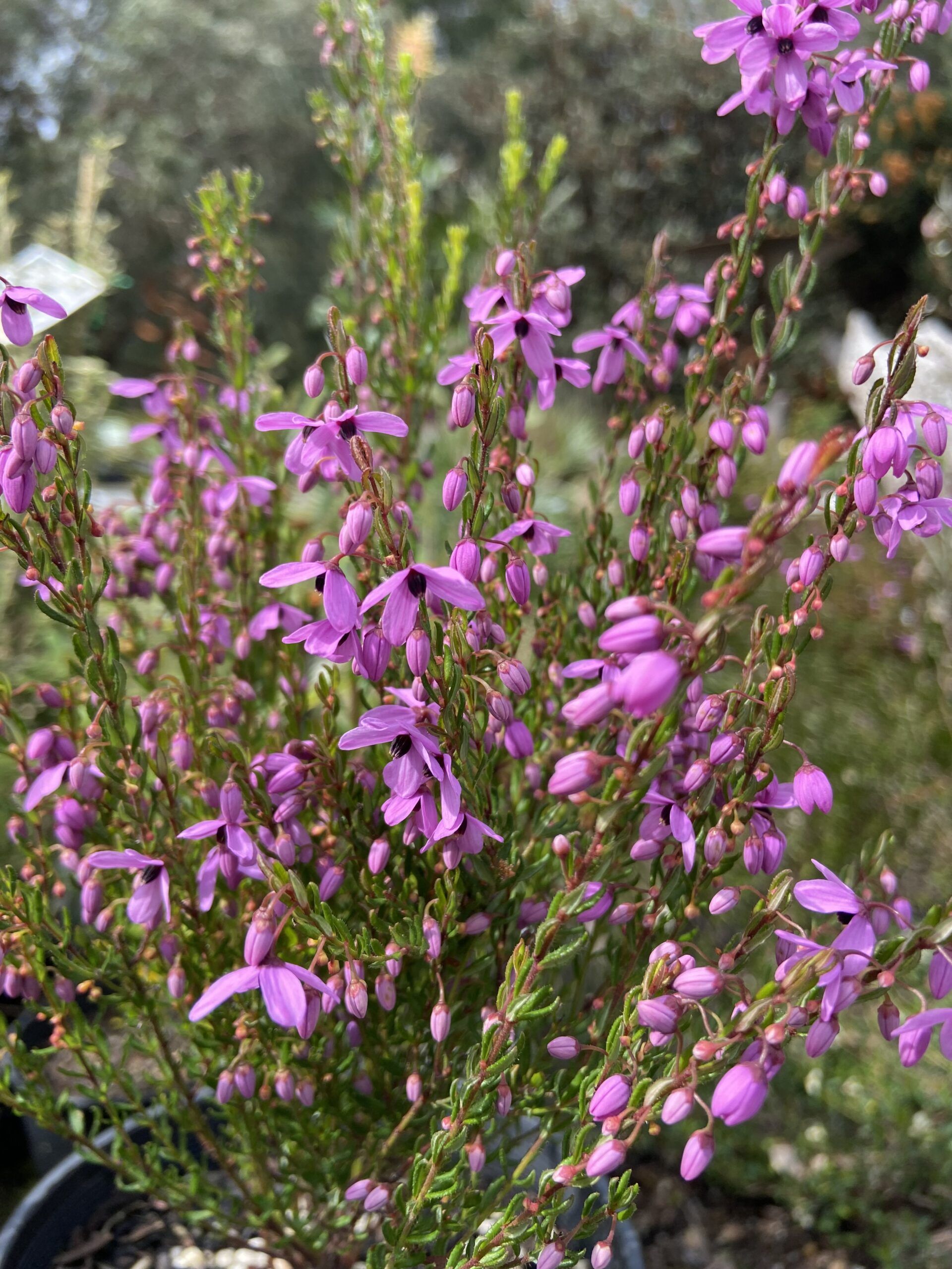Tetratheca ericifolia ‘Black-eyed Susan’