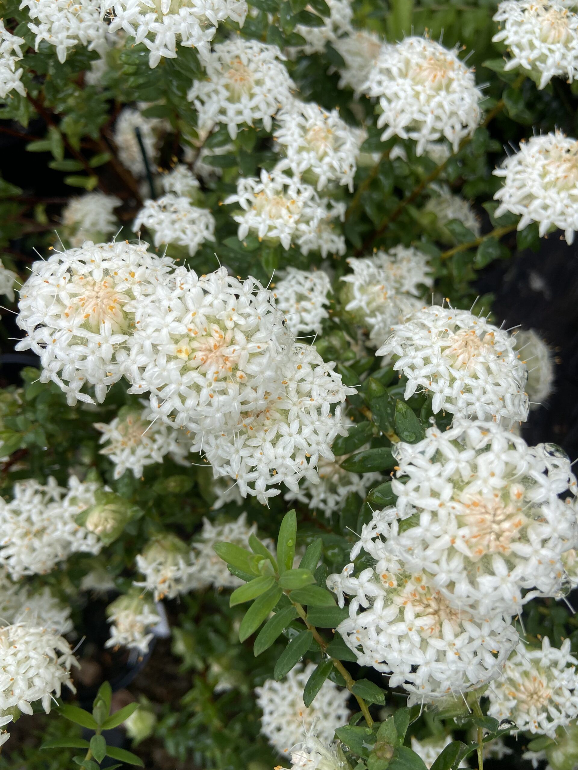 Pimelea rosea ‘Snow Clouds’