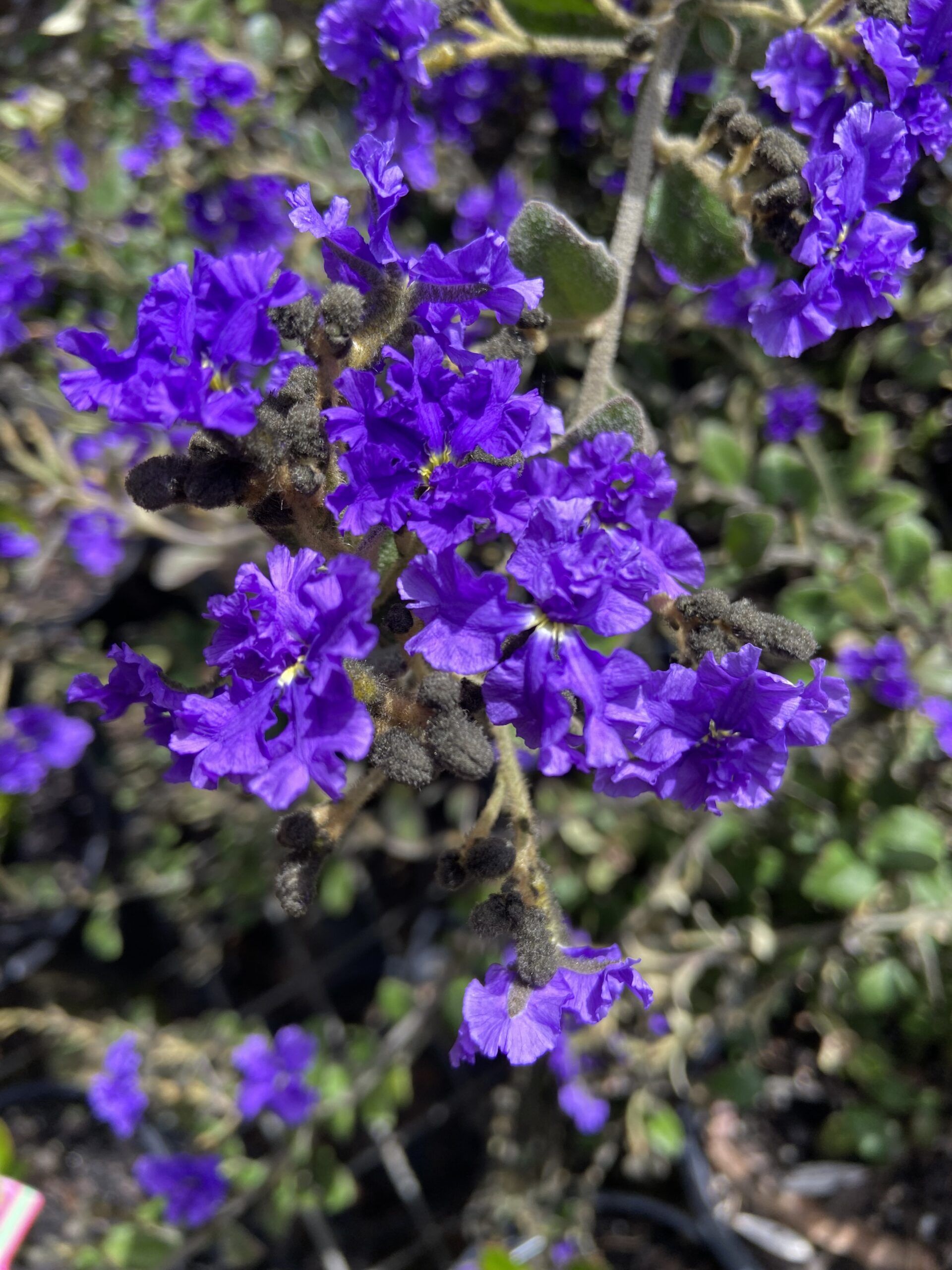Dampiera purpurea ‘Mountain Dampiera’