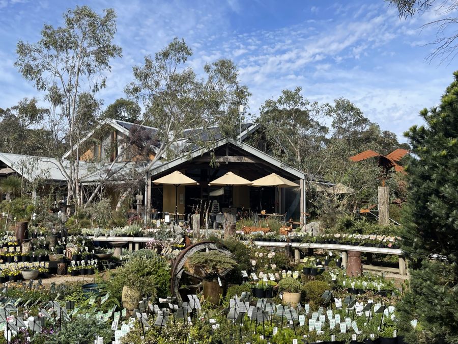 Karunga native plants