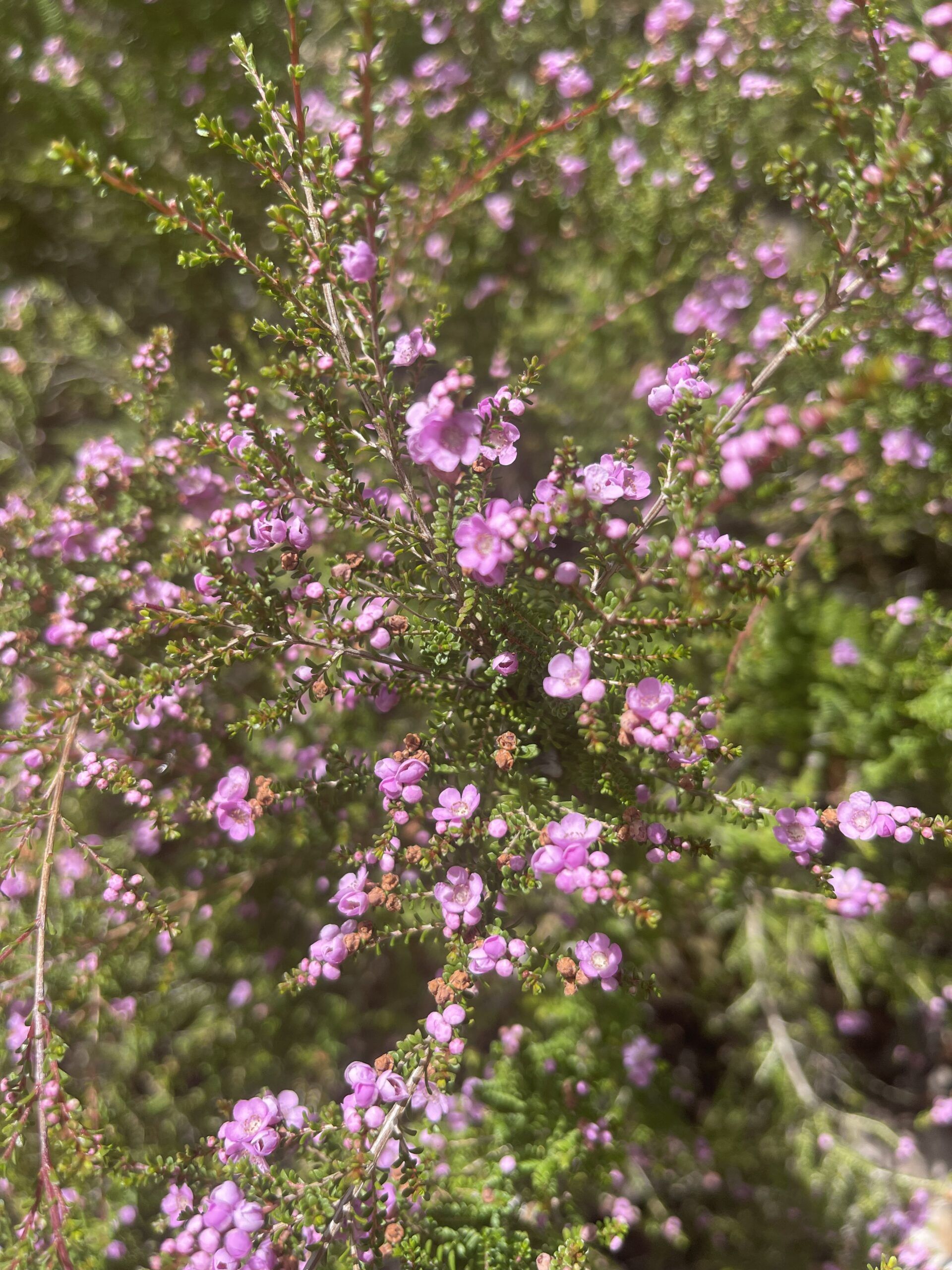 Thryptomene baeckeacea ‘Myrtle’