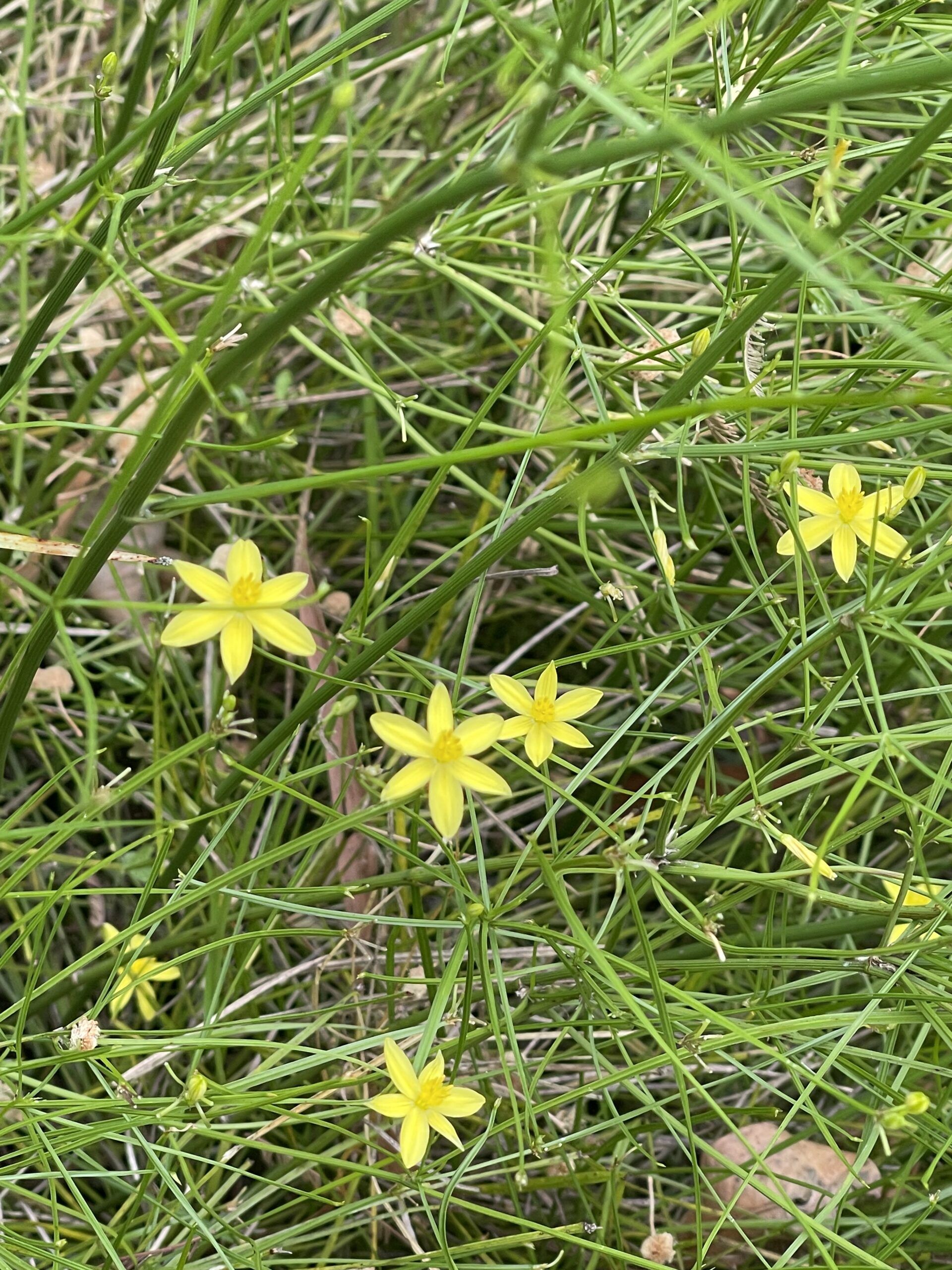 Tricoryne anceps ‘Rush Lily’