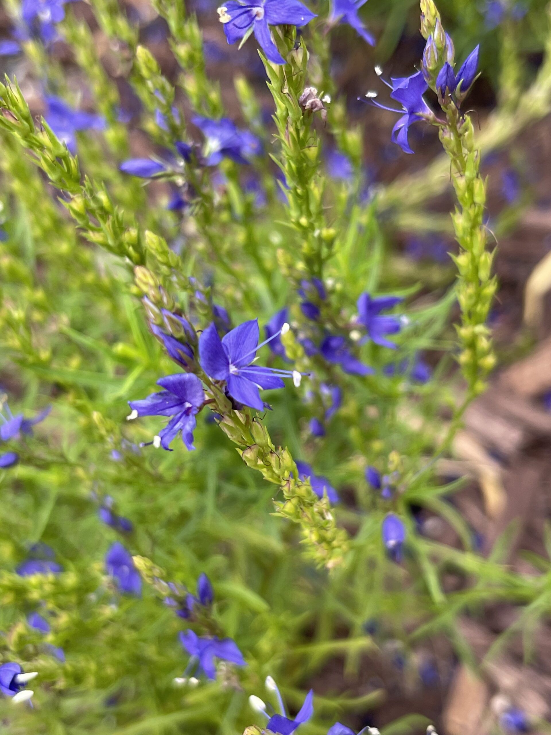 Veronica arenaria ‘Sand Speedwell’