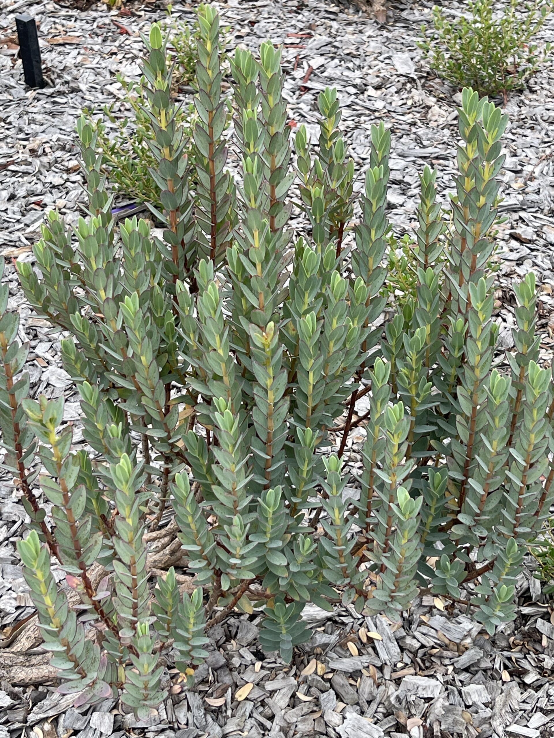 Verticordia mitchelliana ‘Rapier Featherflower’