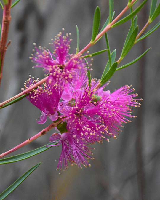 Melaleuca fulgens ‘Hot Pink’ Honey Myrtle