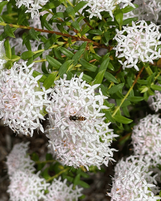 Pimelea ciliata ‘Marshmallows’