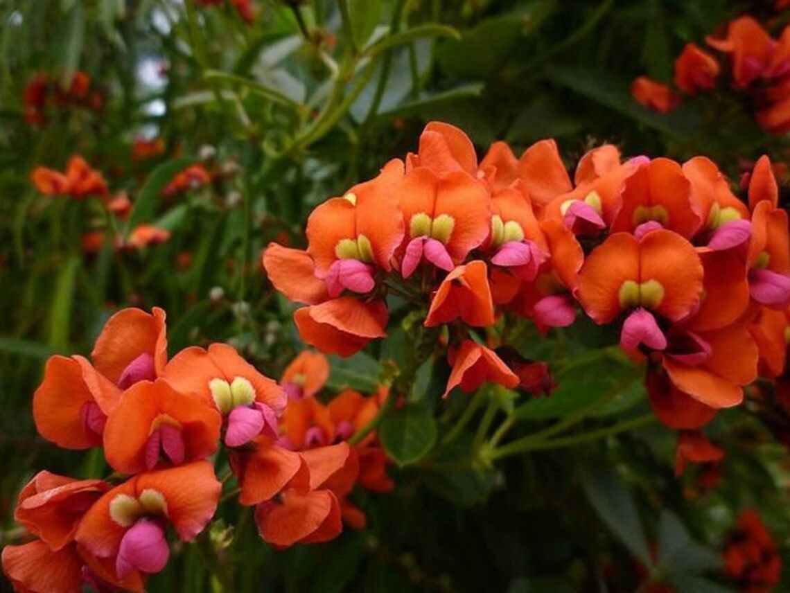 Kennedia coccinea Coral Vine with brilliant red coral pea flowers climbing at Kuranga Native Nursery