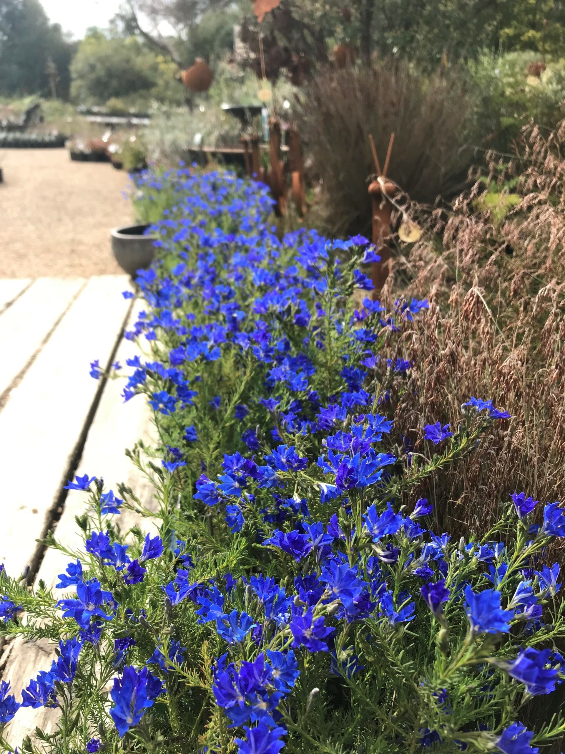Lechenaultia biloba ‘Blue Lechenaultia’
