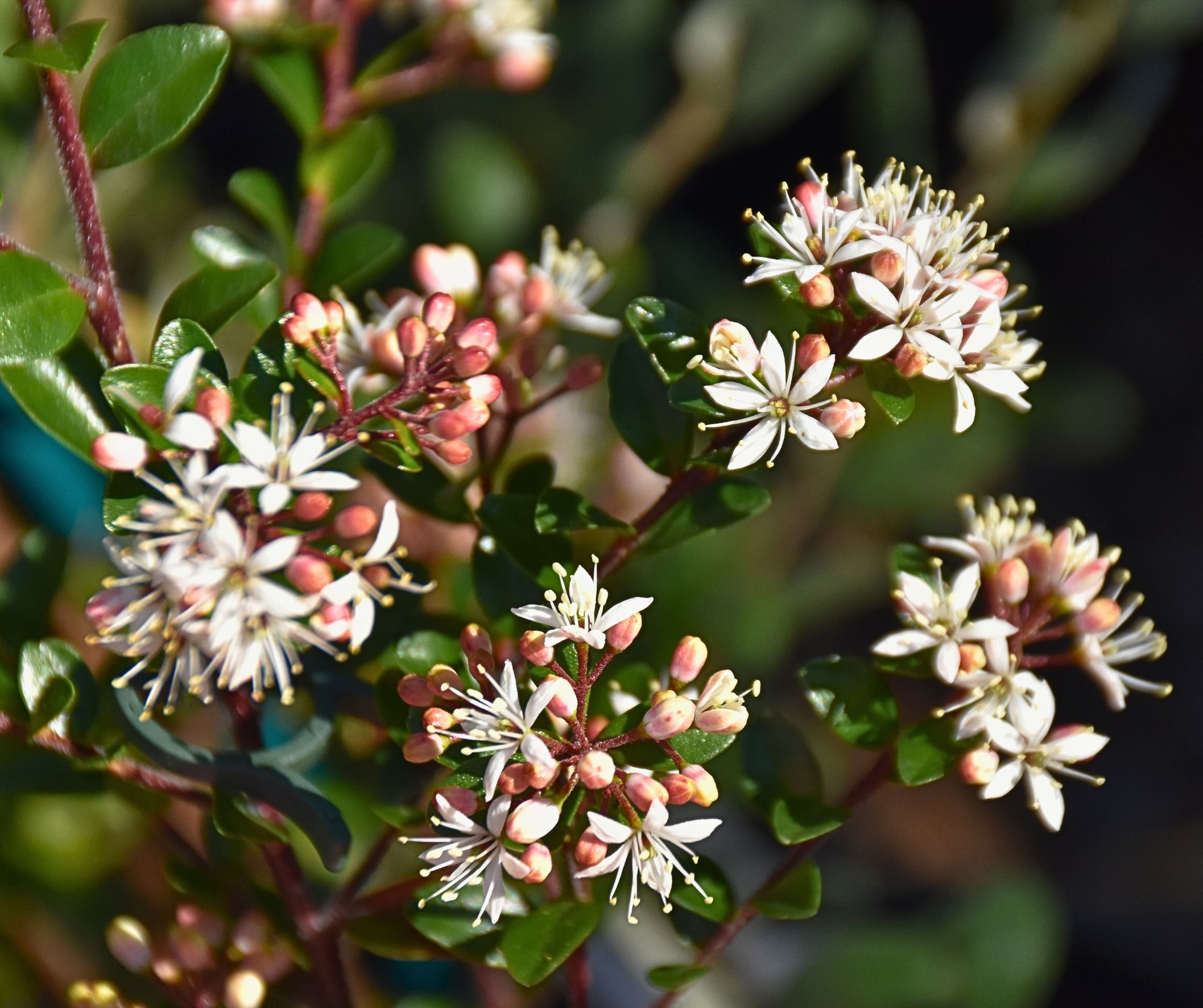 Leionema lamprophyllum ‘Starry Clusters’