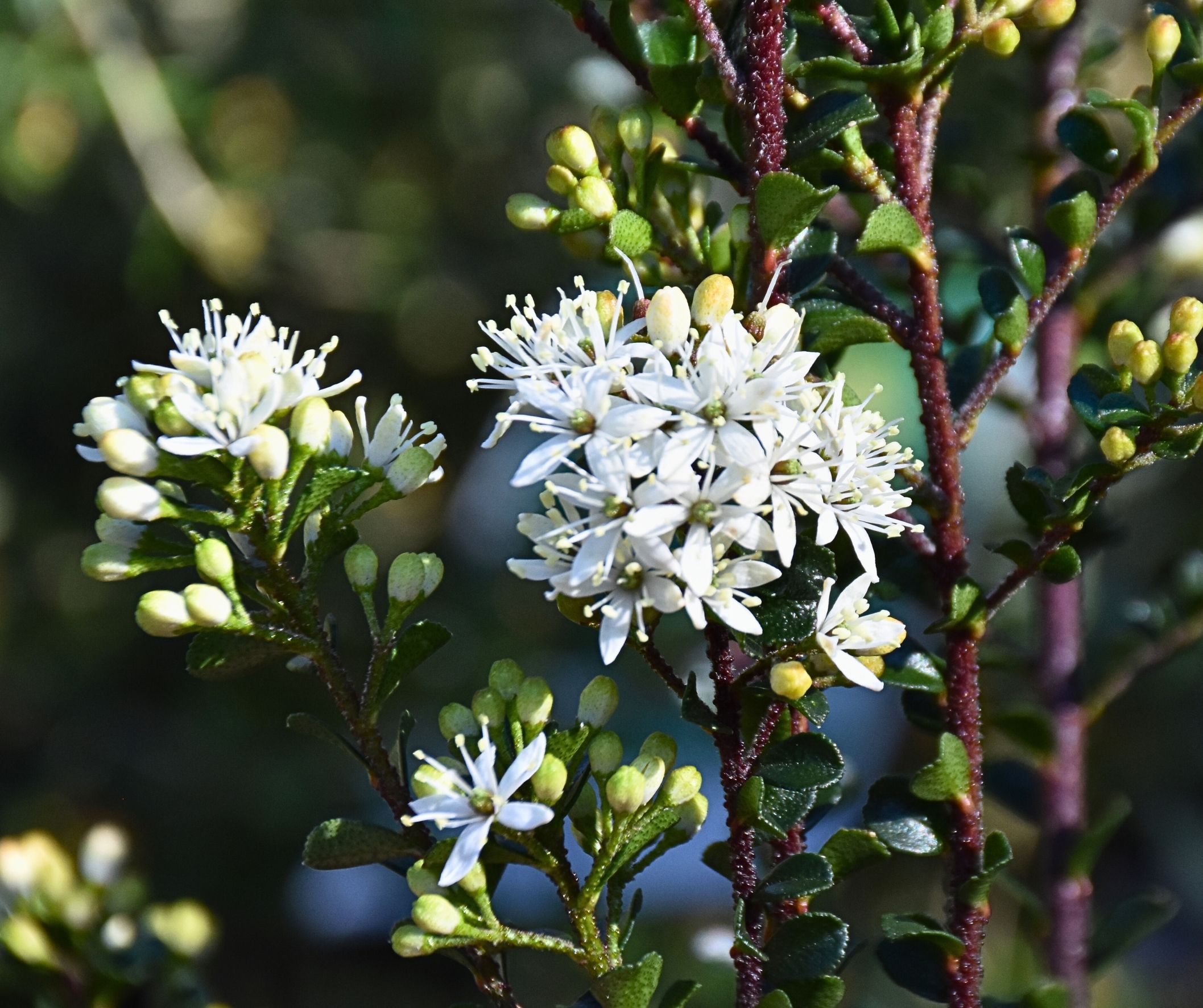Leionema lamprophyllum ssp obovatum