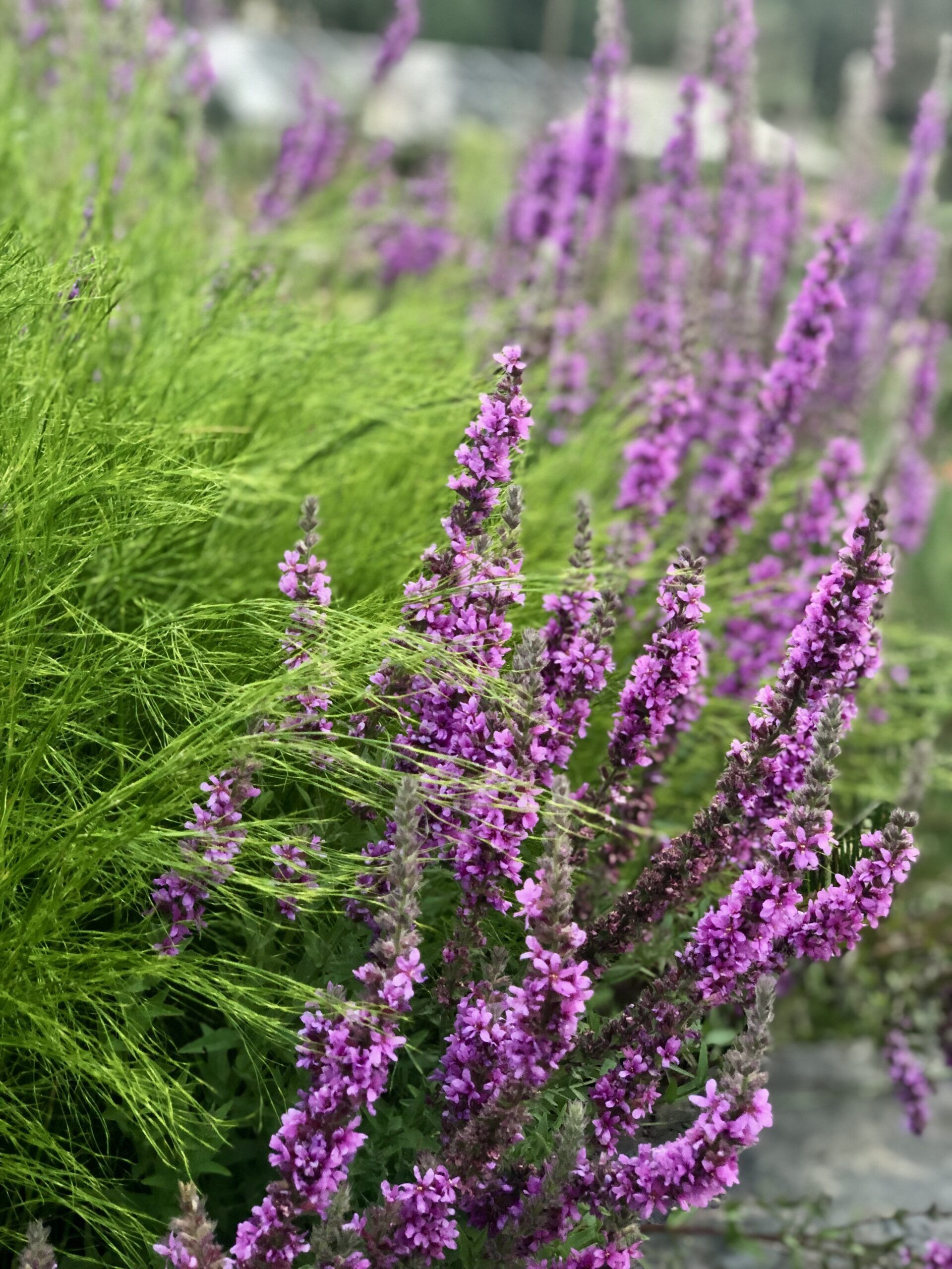 Lythrum salicaria ‘Purple Loosestrife’