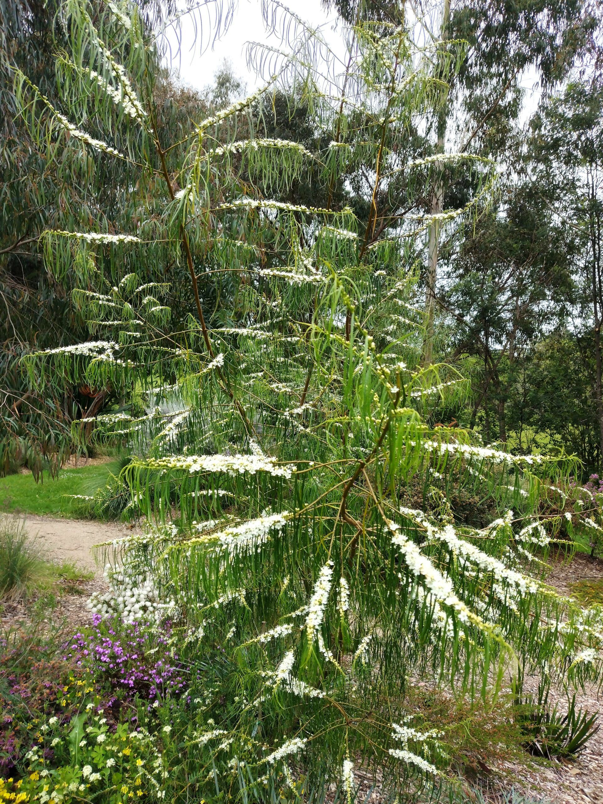 Myoporum floribundum ‘Slender Myoporum’