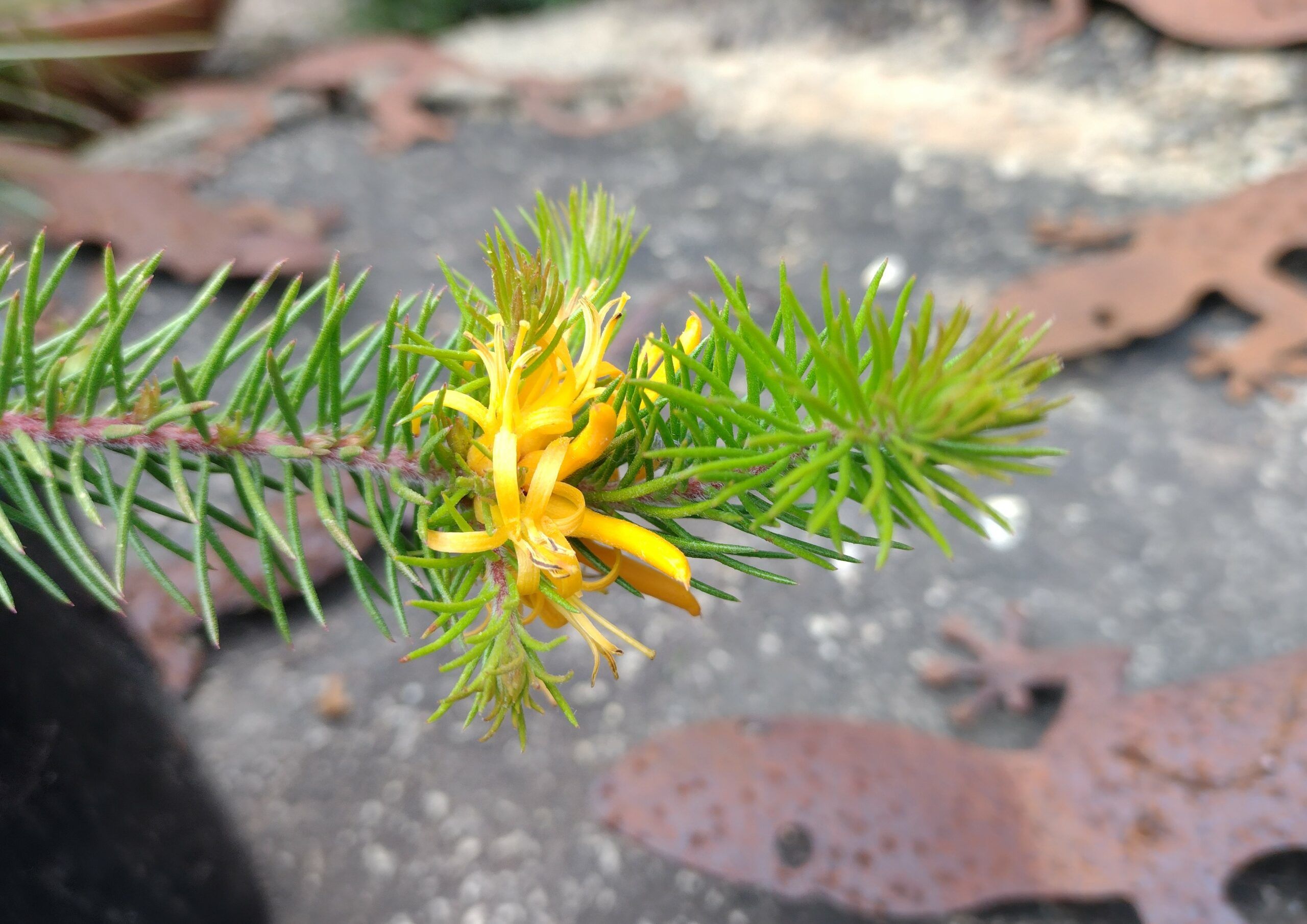 Persoonia chamaepitys ‘Creeping Geebung’
